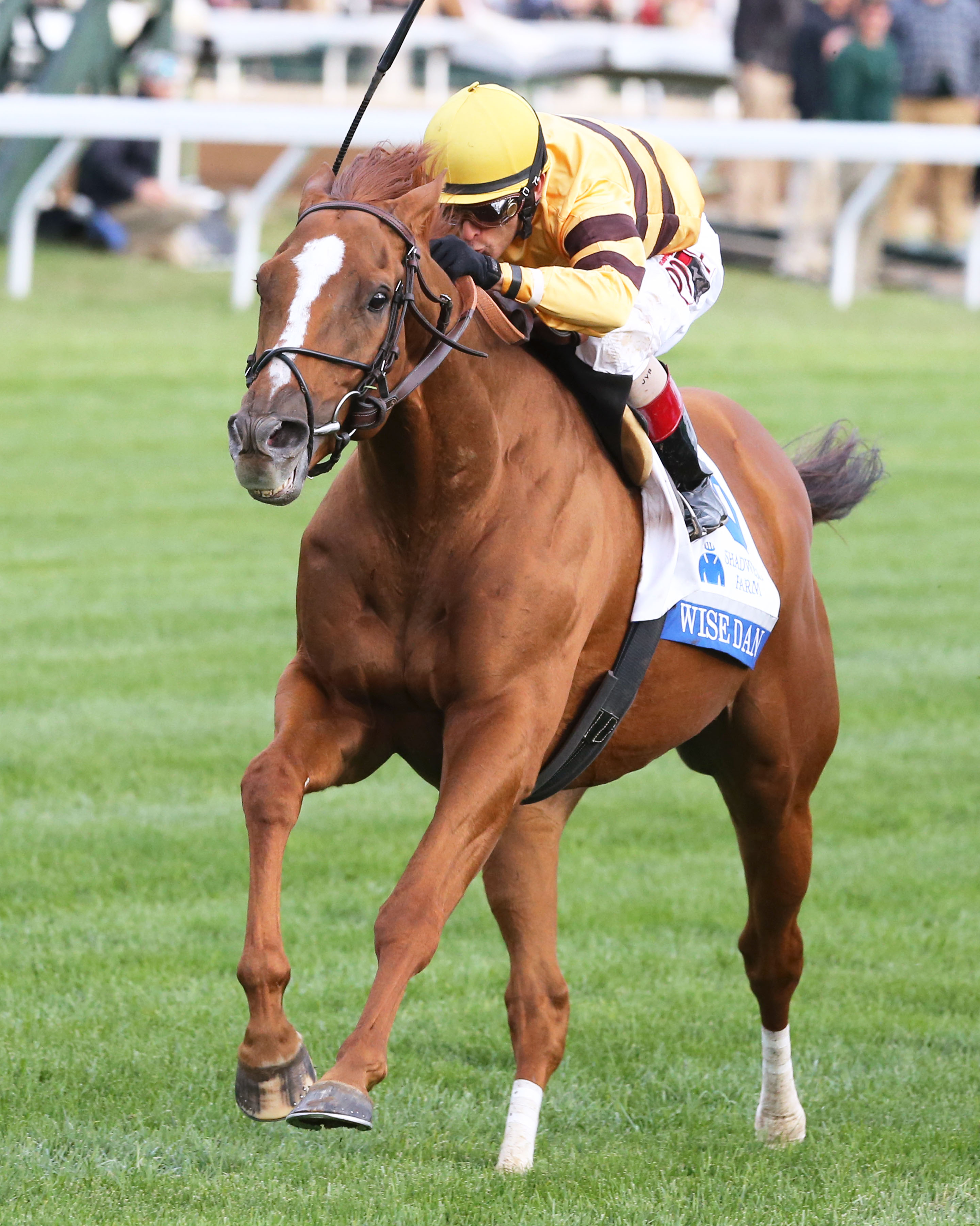 Wise Dan