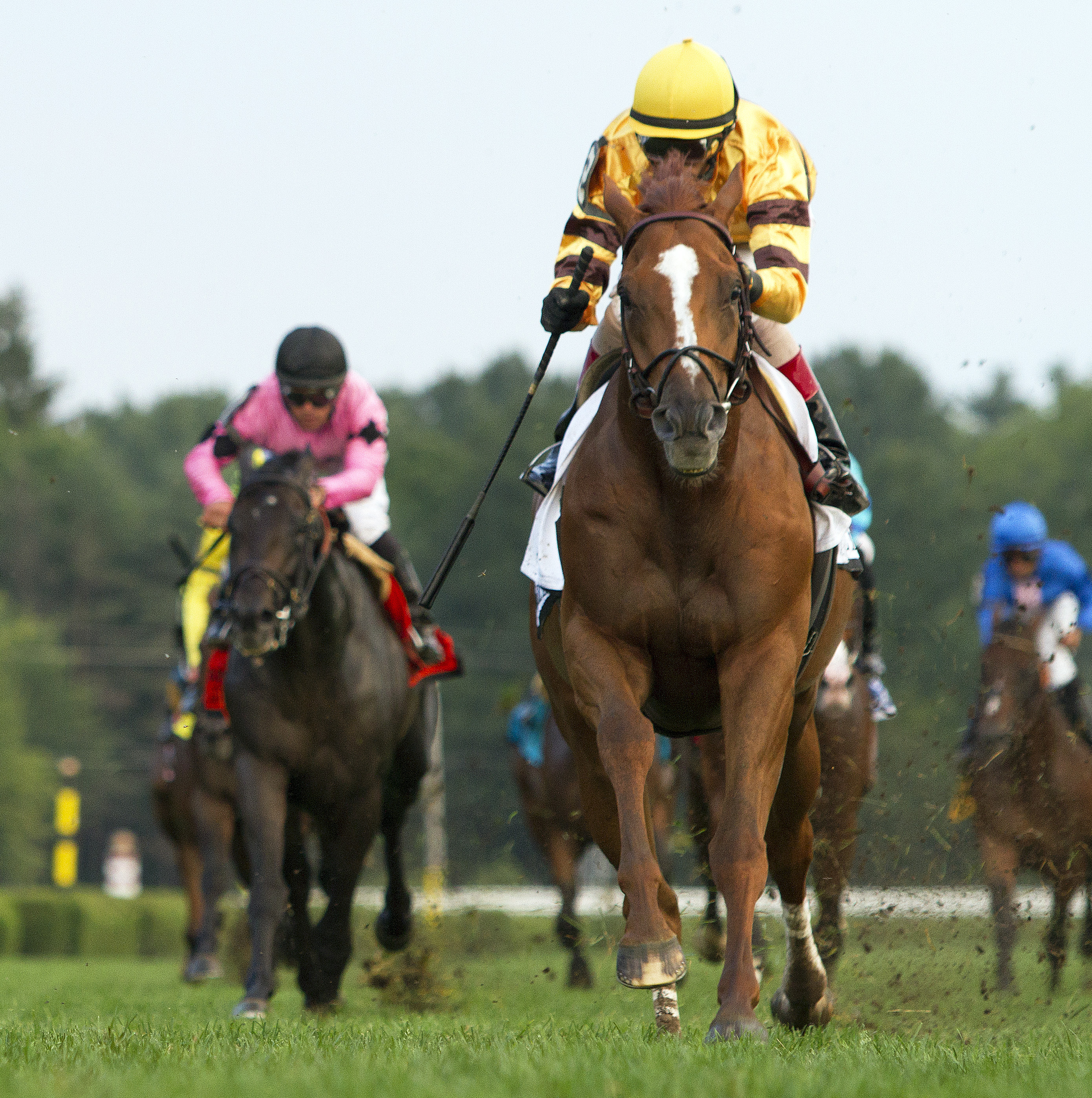 Wise Dan