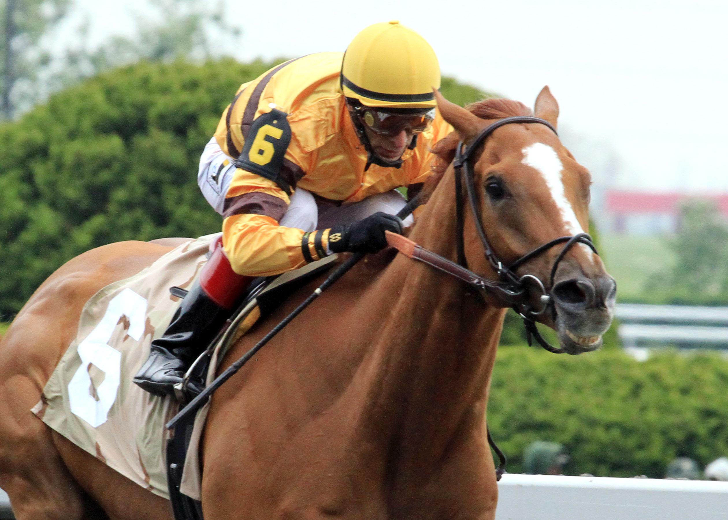 Wise Dan
