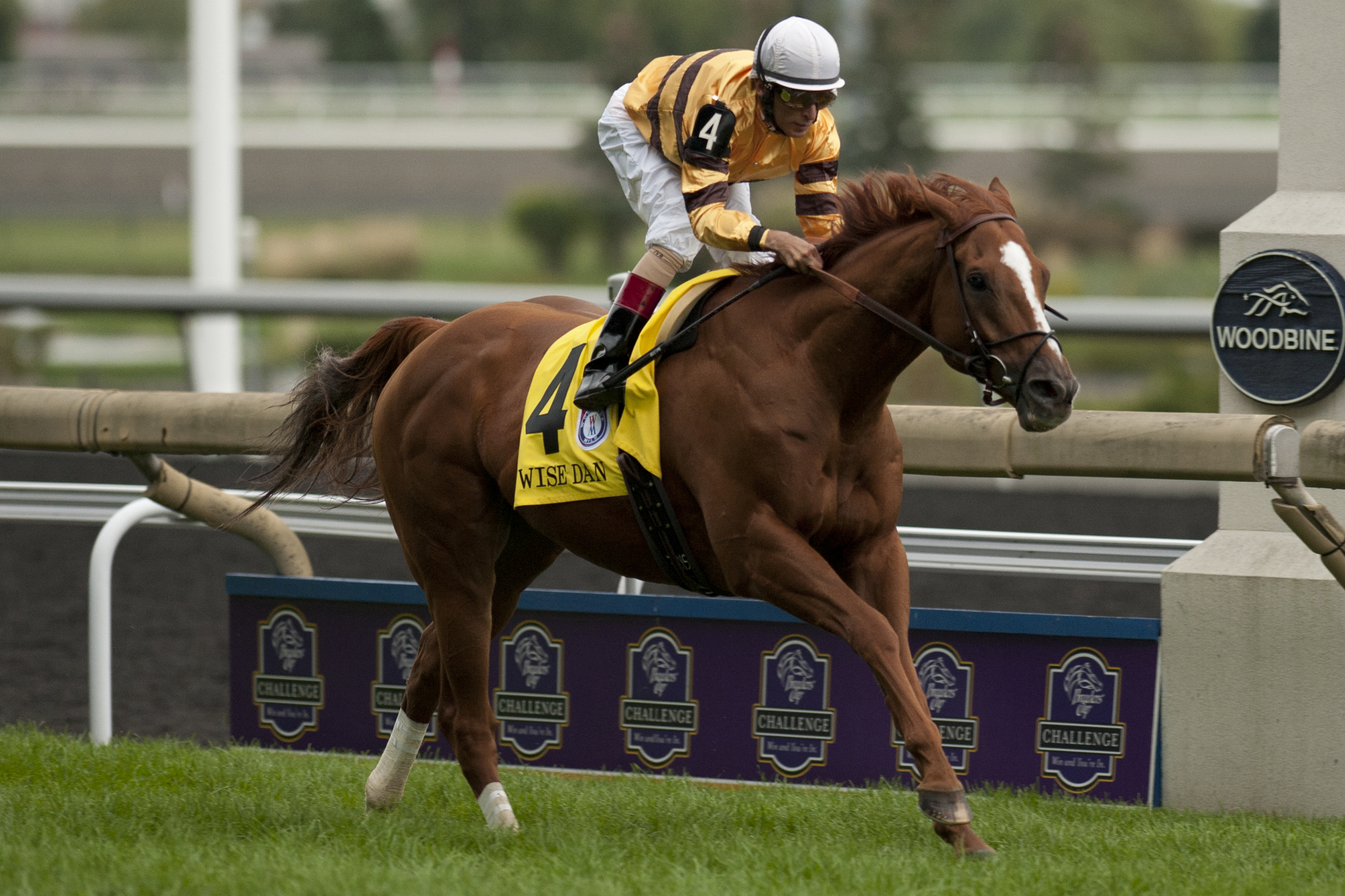 Wise Dan wins the Woodbine Mile