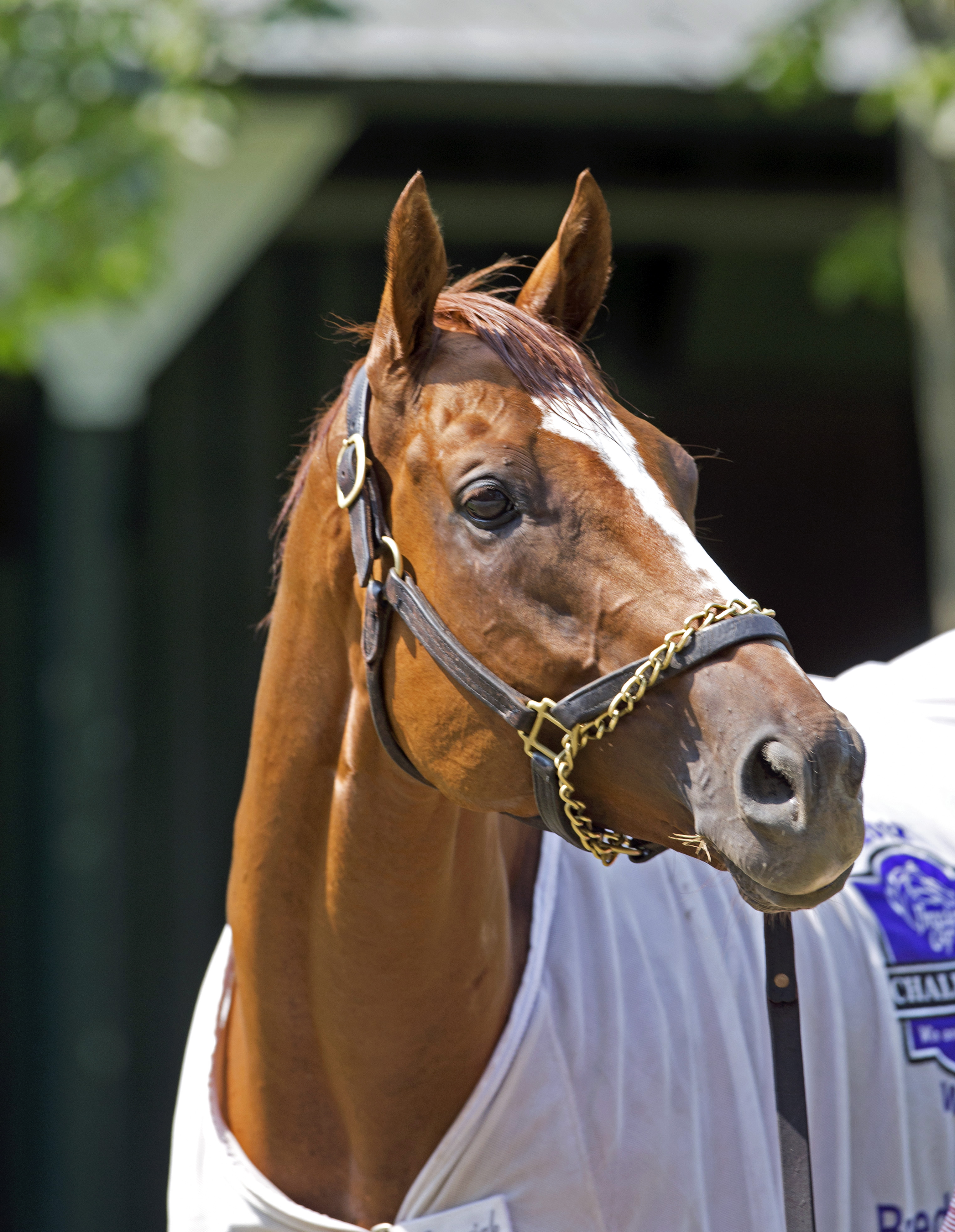 Wise Dan
