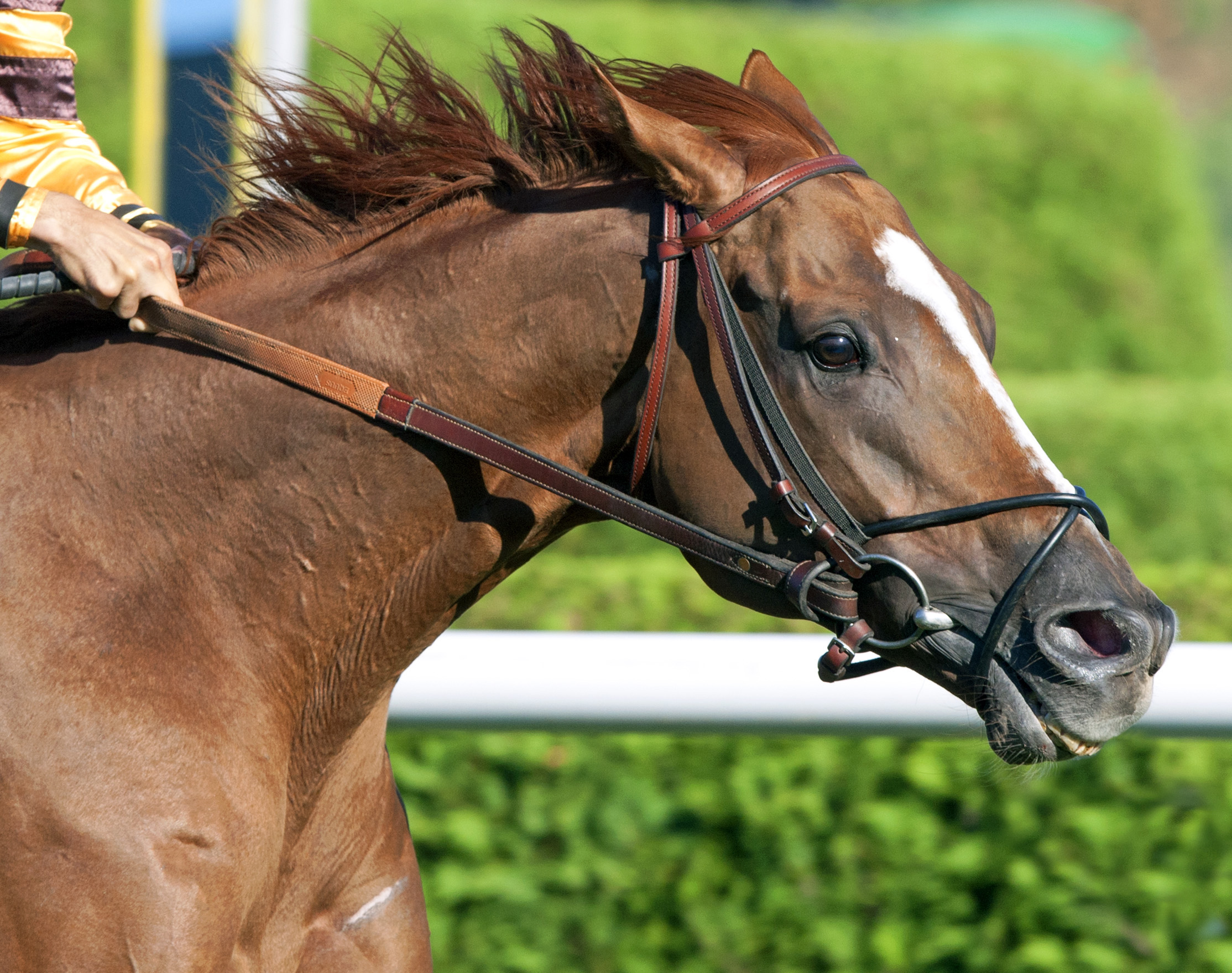 Wise Dan/Fourstardave