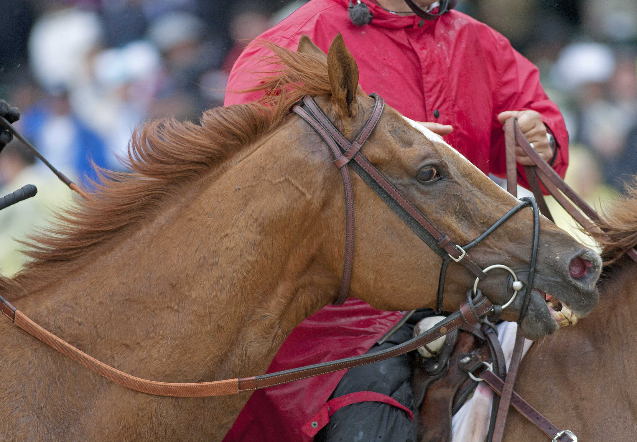 Wise Dan