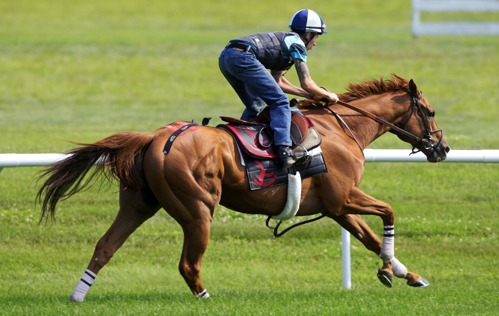 Wise Dan trains on the turf July 25