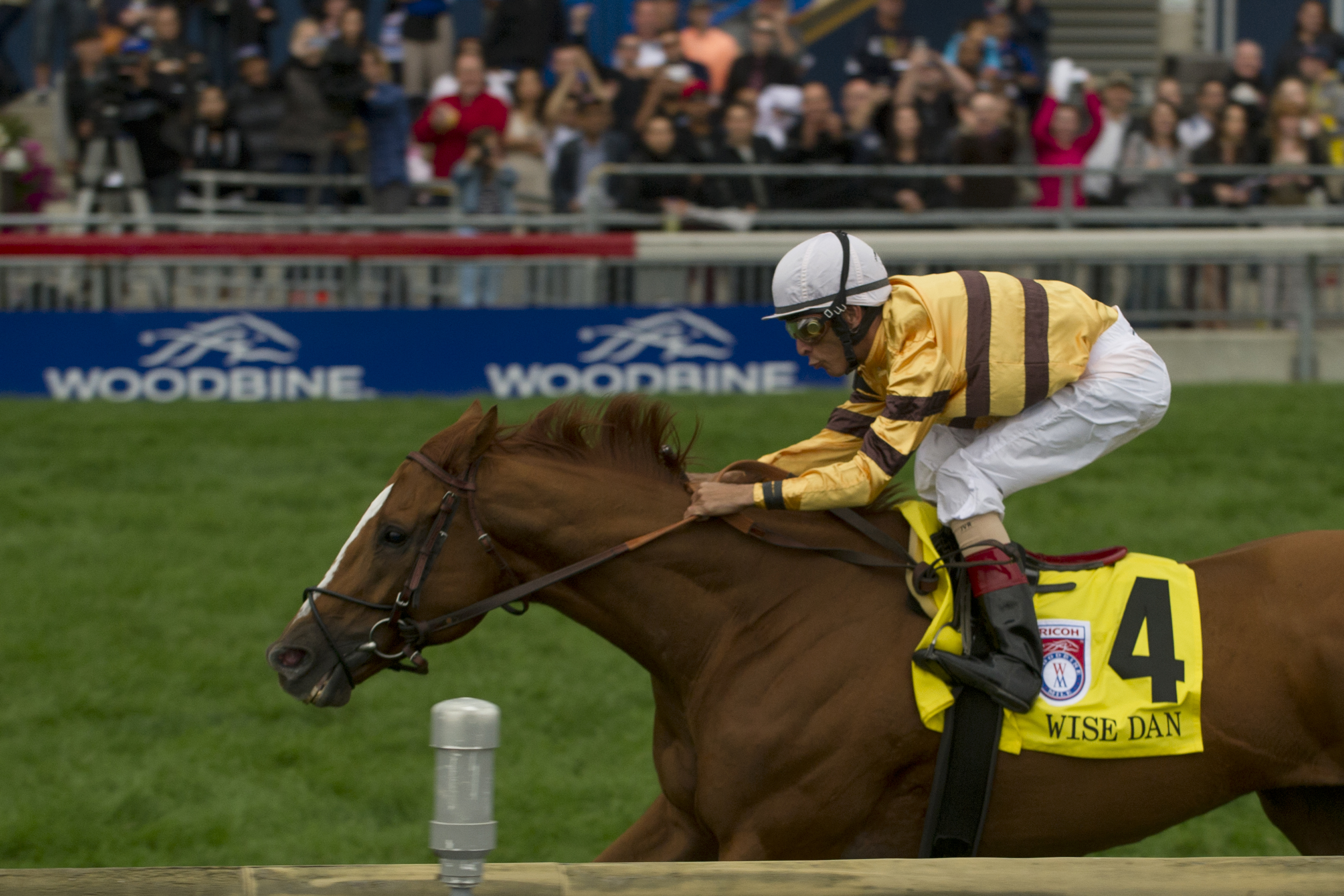 Wise Dan, 2013 Woodbine Mile