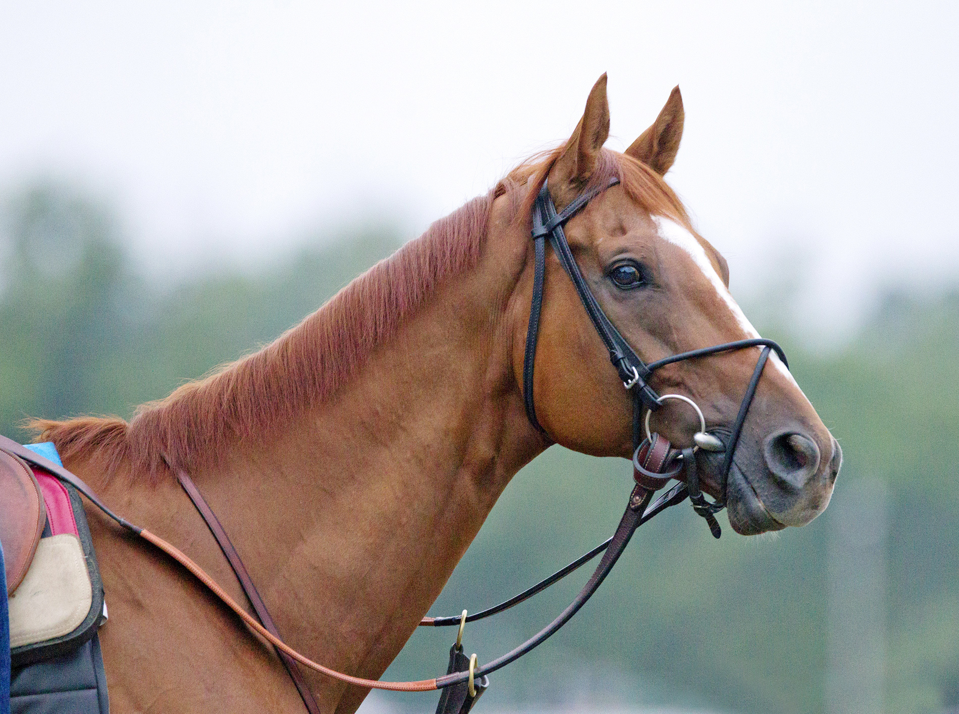 Wise Dan