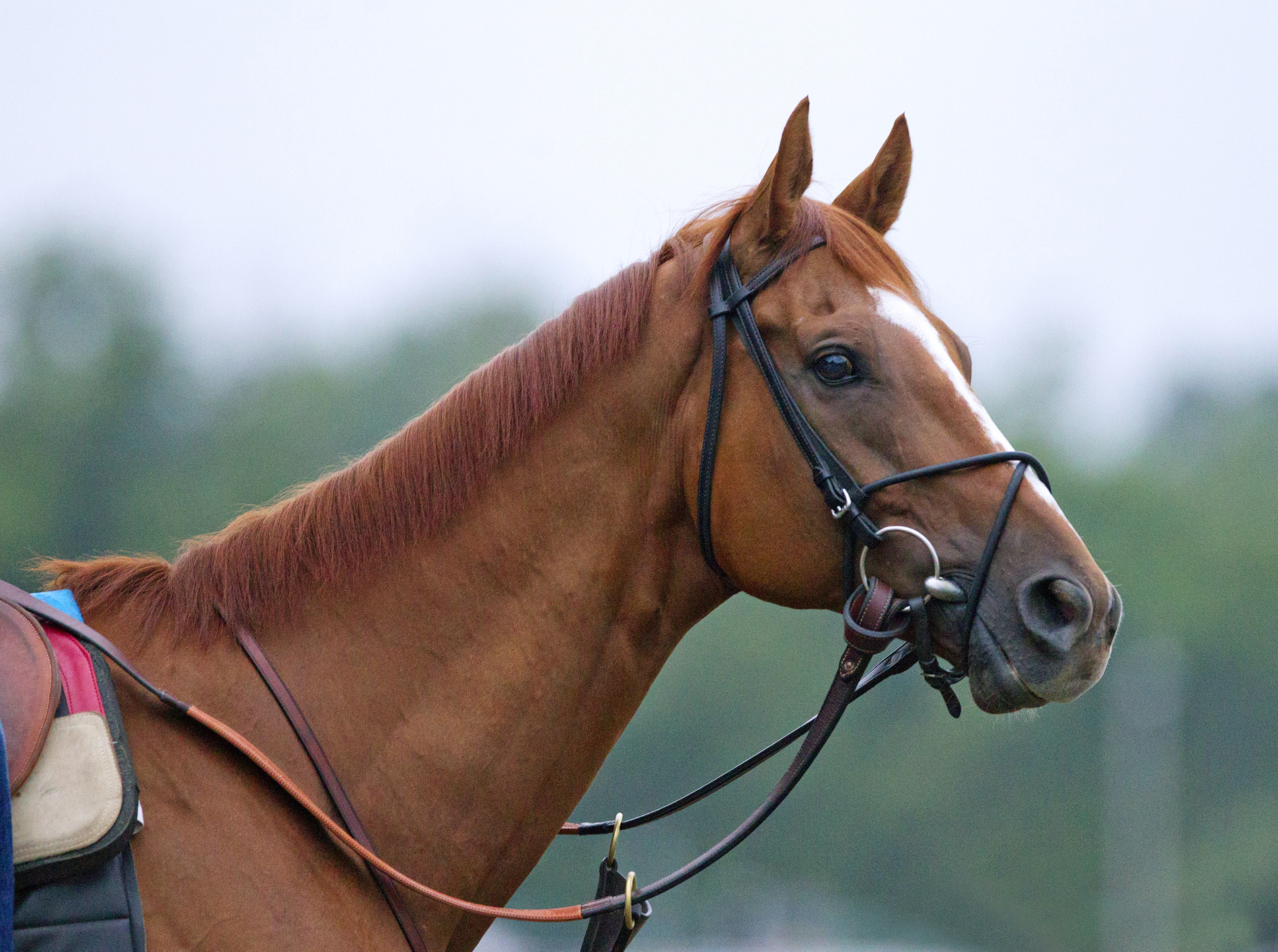 Wise Dan