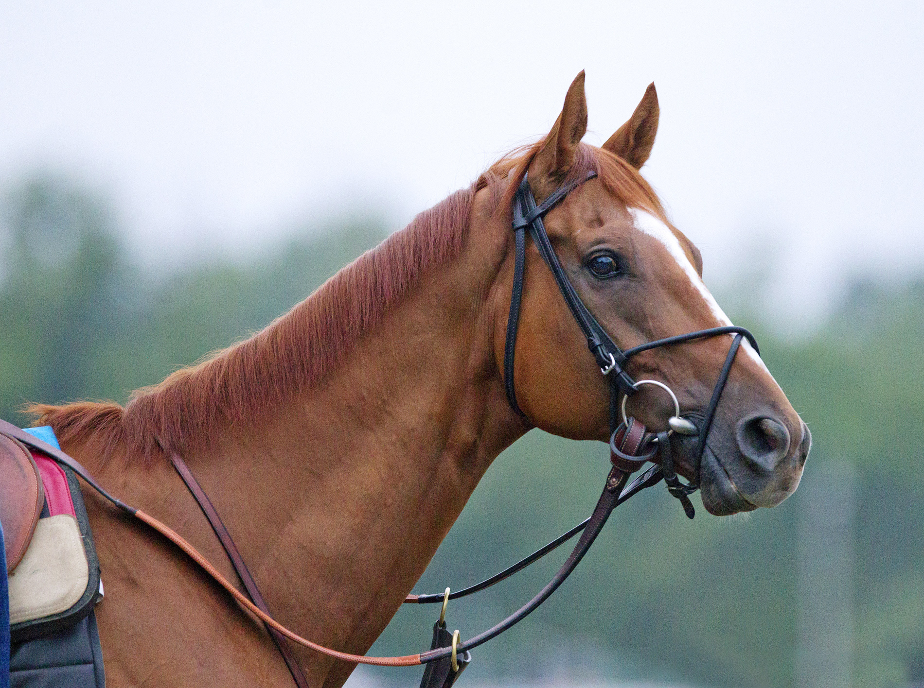Wise Dan