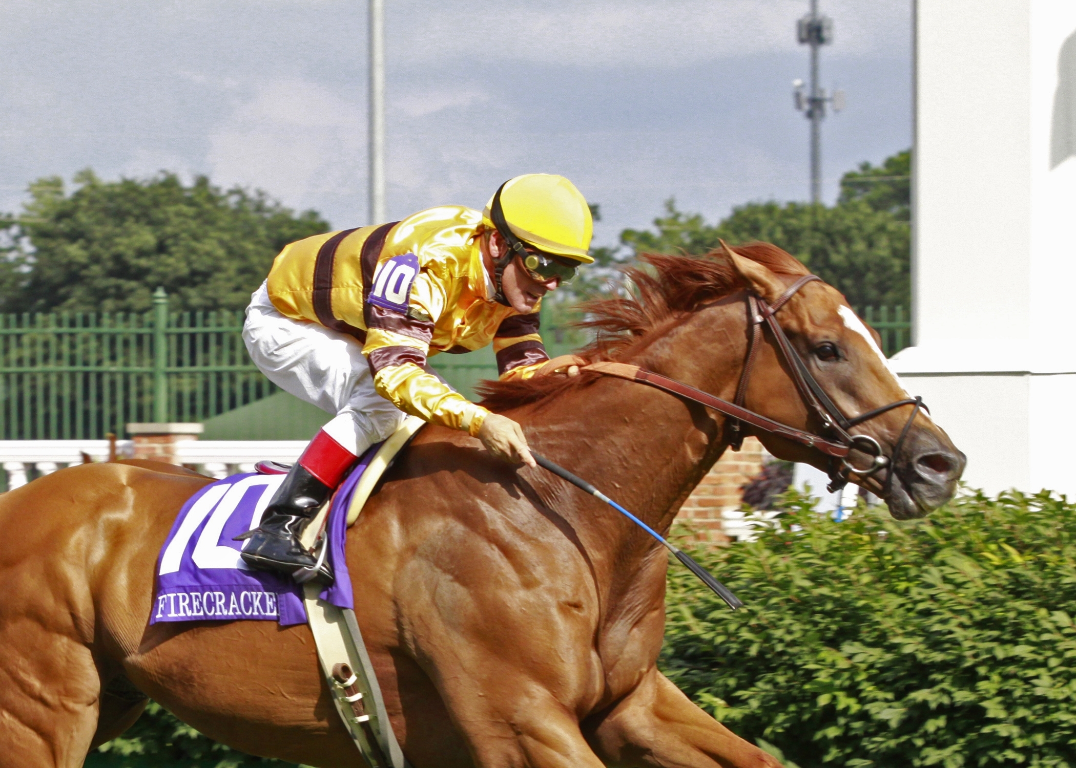 Wise Dan