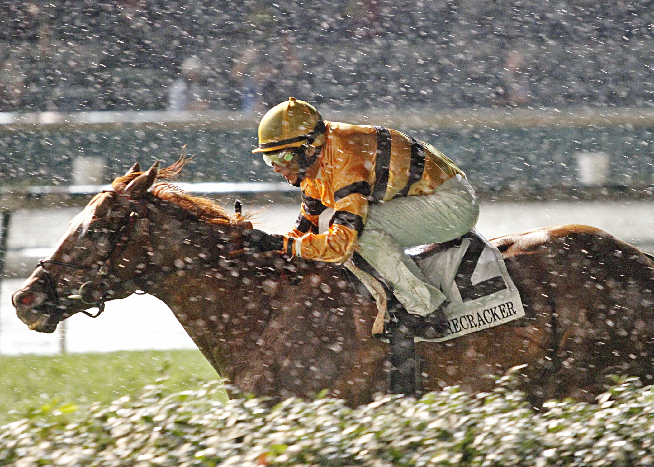 Wise Dan