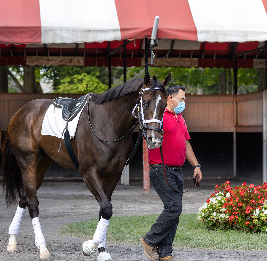 Wit schools in the paddock at Saratoga Race Course on Sept. 3