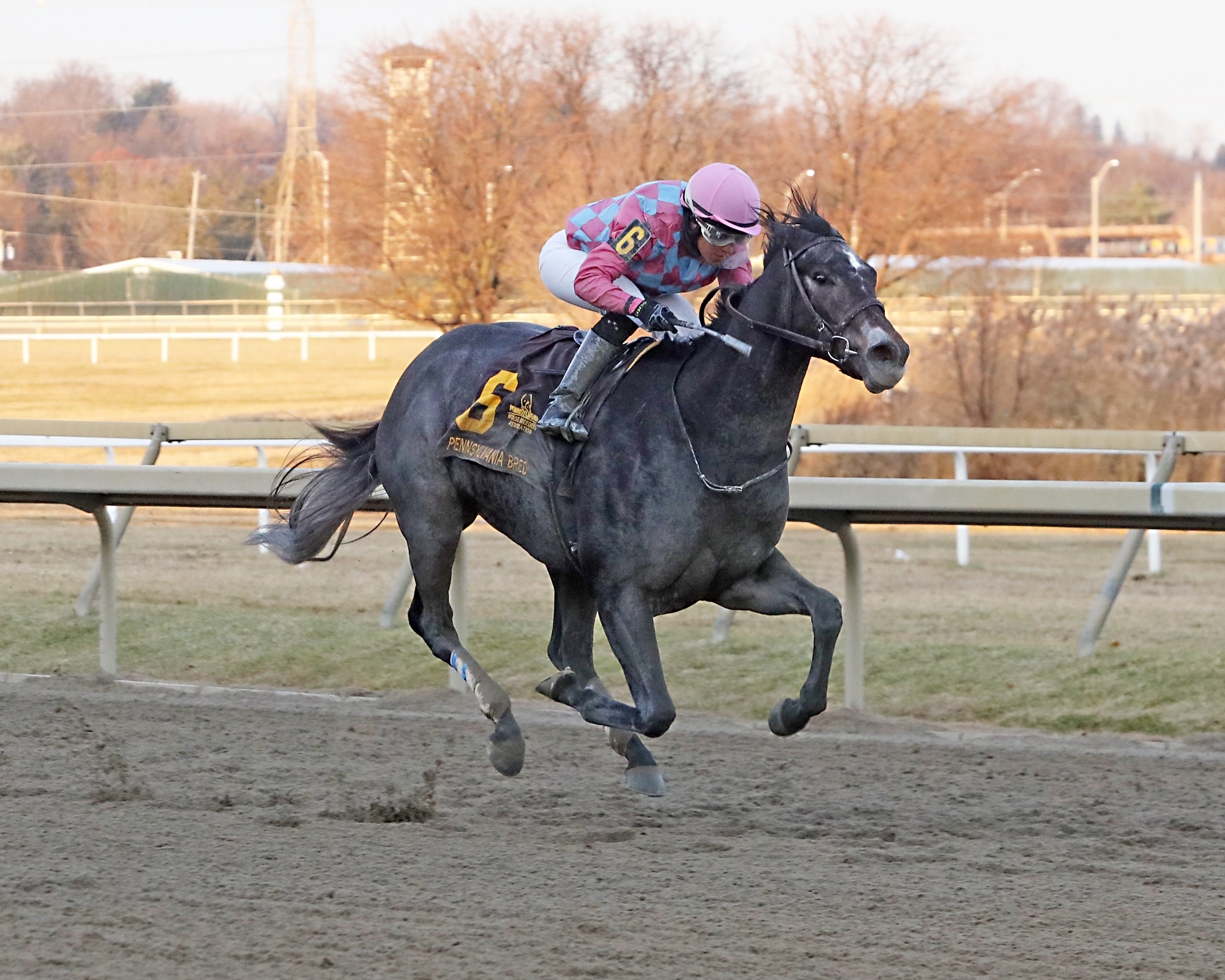 Witty wins the Pennsylvania Nursery under Carol Cedeno.12-7-2021