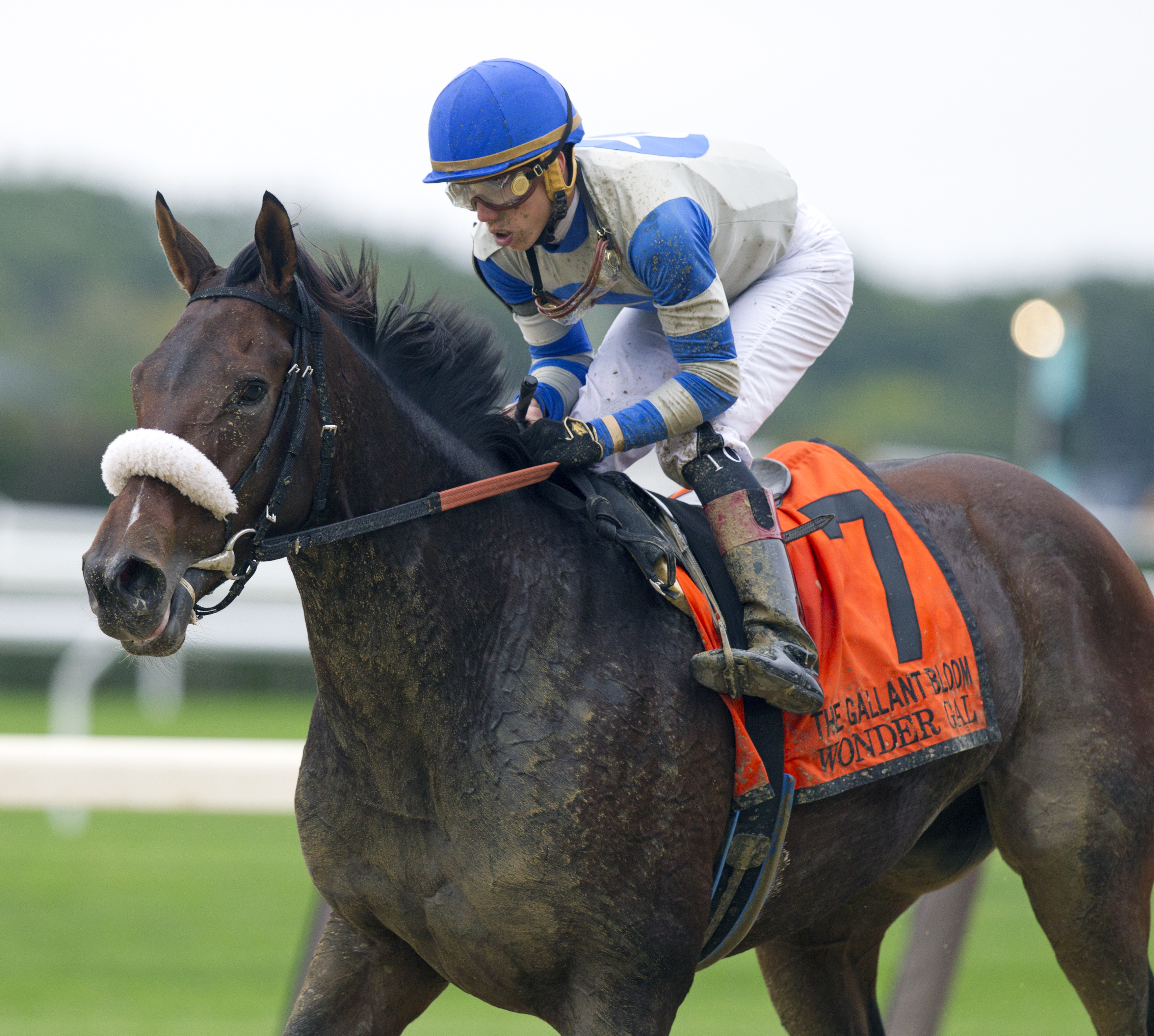 Wonder Gal finishes fifth in the Gallant Bloom