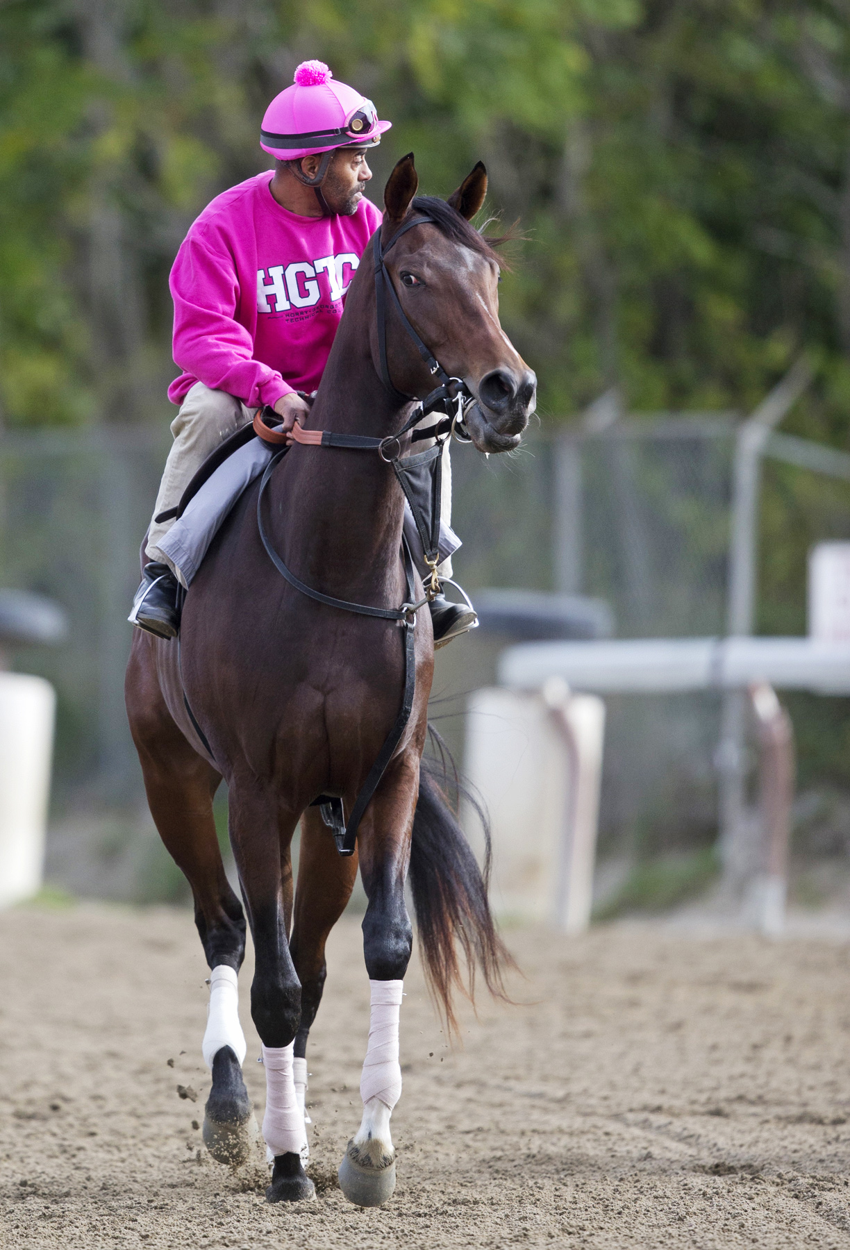 Wonder Gal trains at Belmont in October 2014