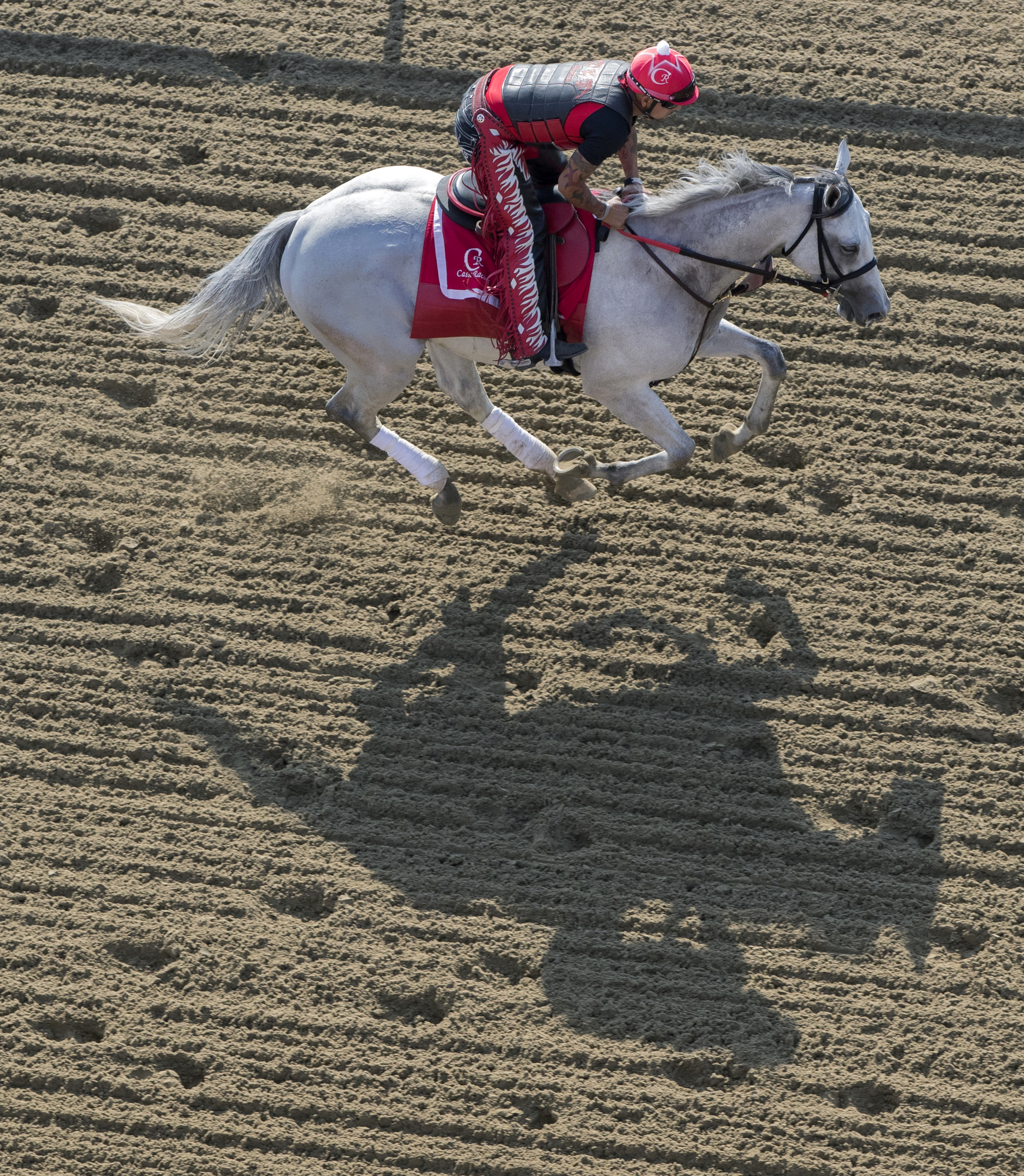World Approval trains at Pimlico on May 18