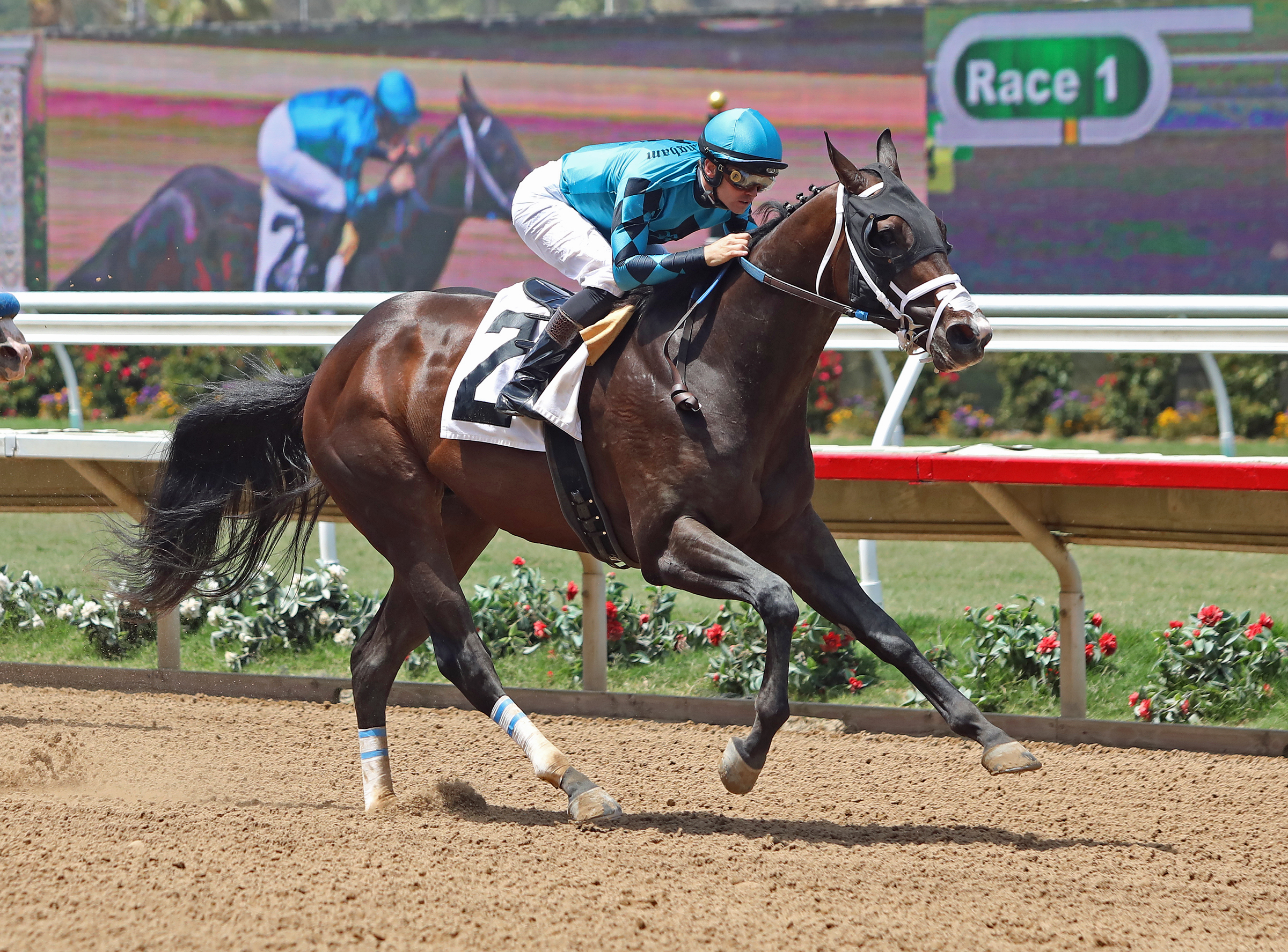 Wrecking Crew wins a Del Mar maiden race on 7.27.19