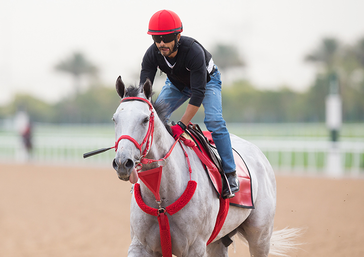 X Y Jet trains at Meydan on March 23
