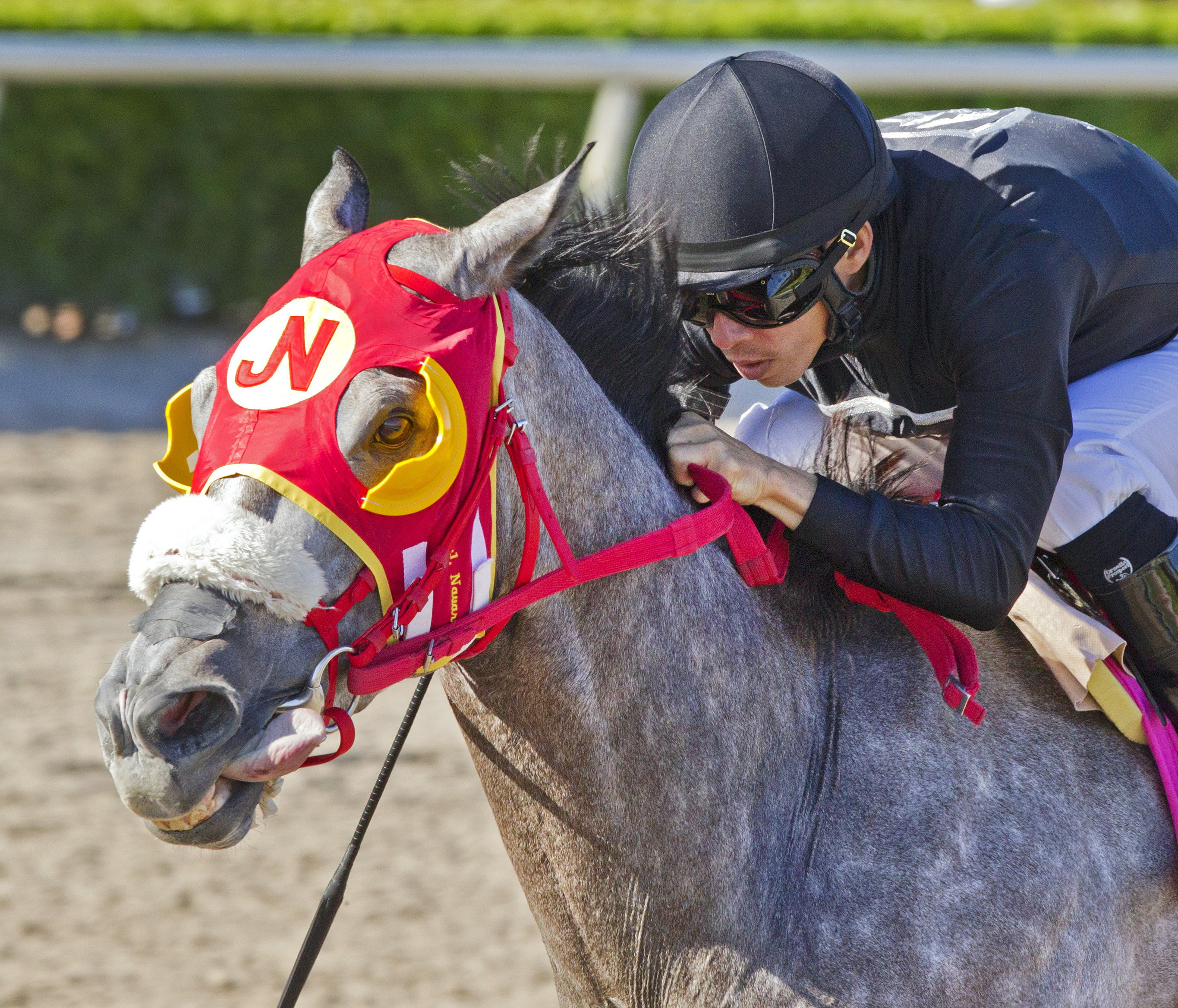 X Y Jet wins the Sunshine Millions Sprint Stakes