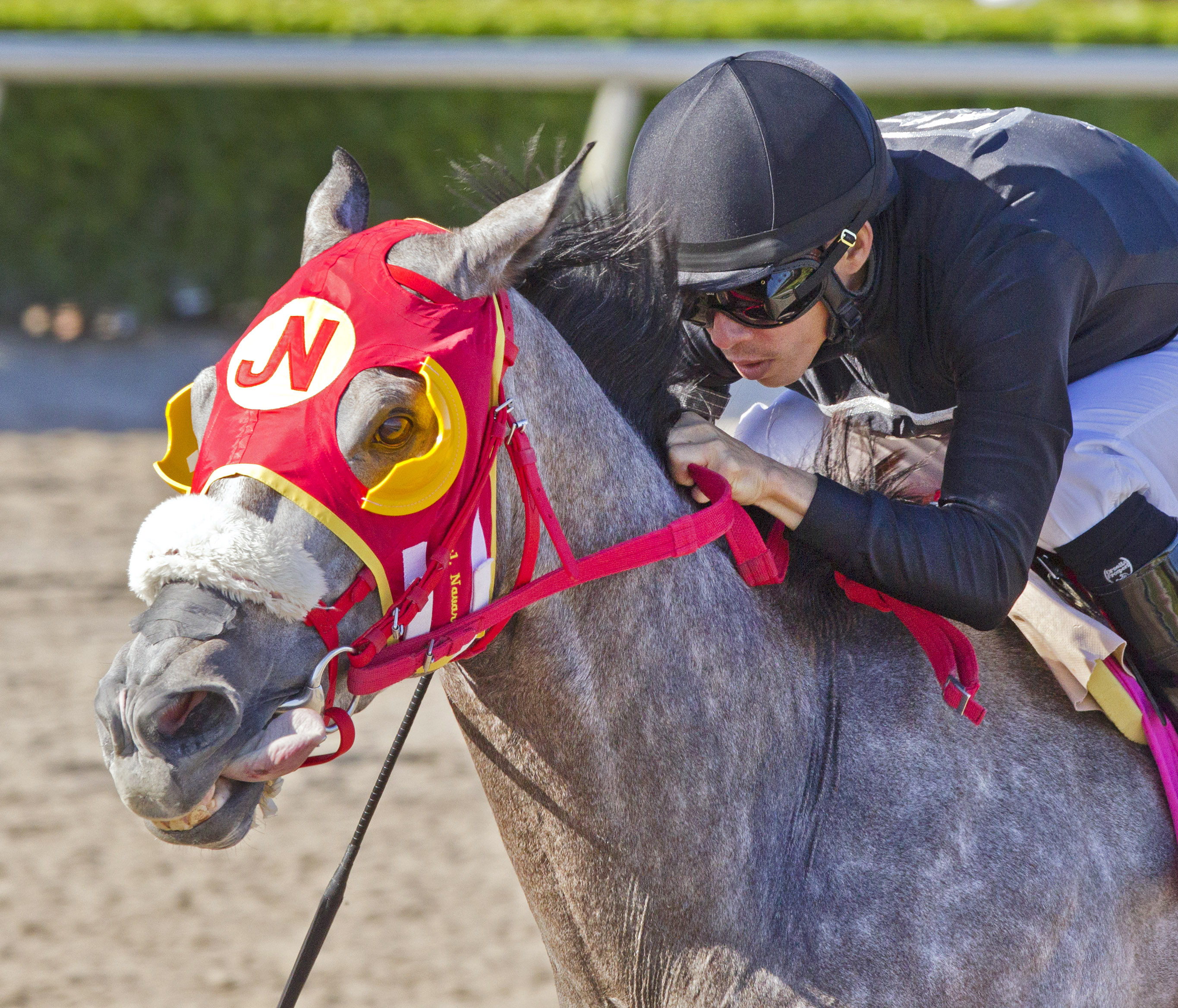 X Y Jet wins the Sunshine Millions Sprint Stakes