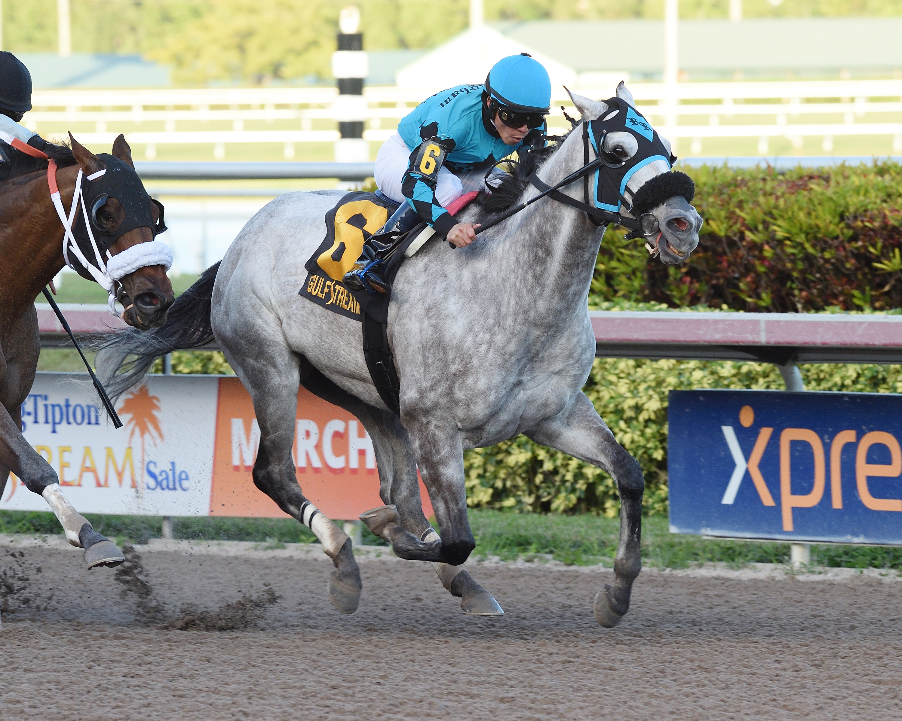X Y Jet wins the 2017 Mr. Prospector Stakes
