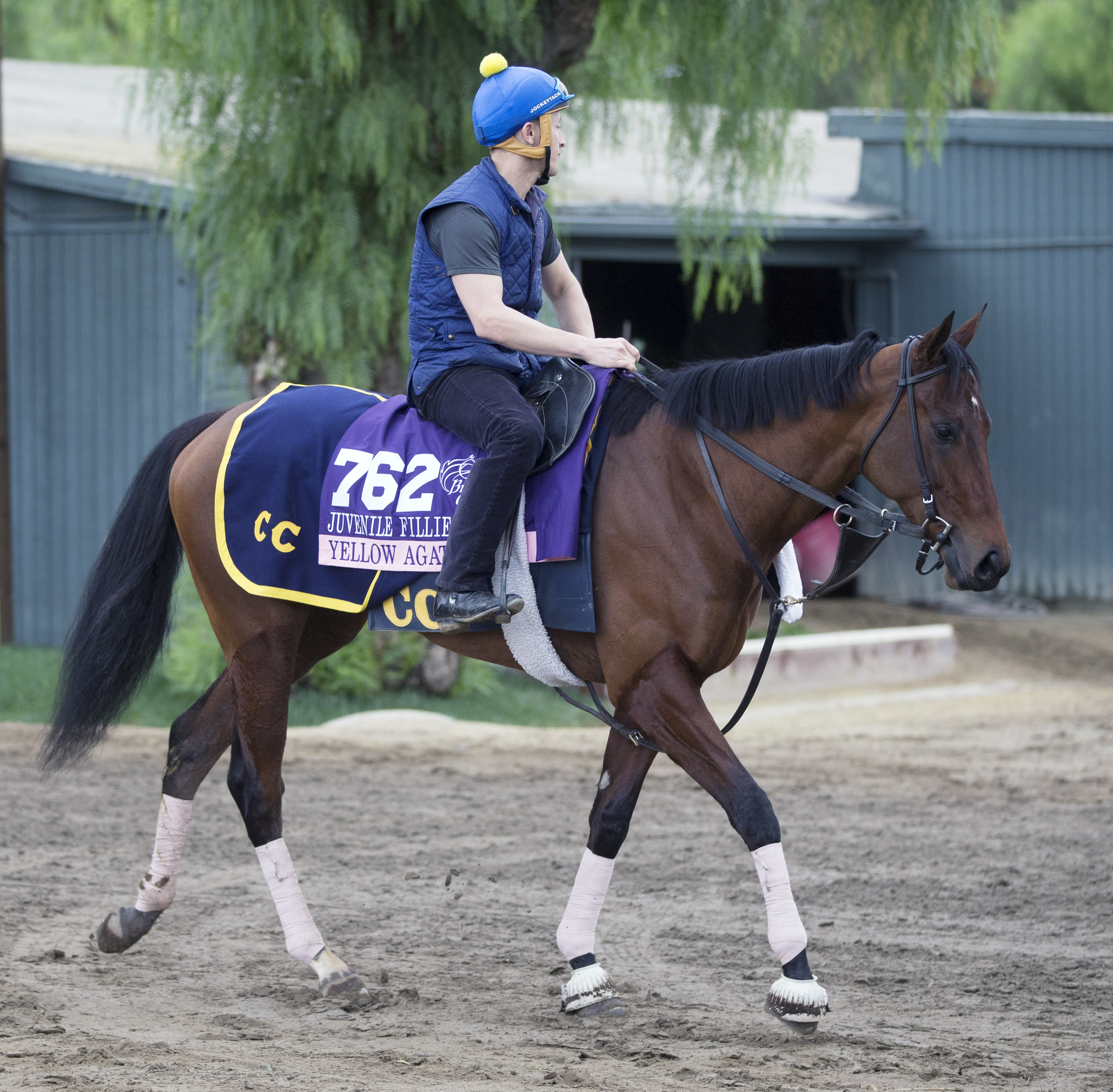 Yellow Agate at Santa Anita Park on Oct. 31