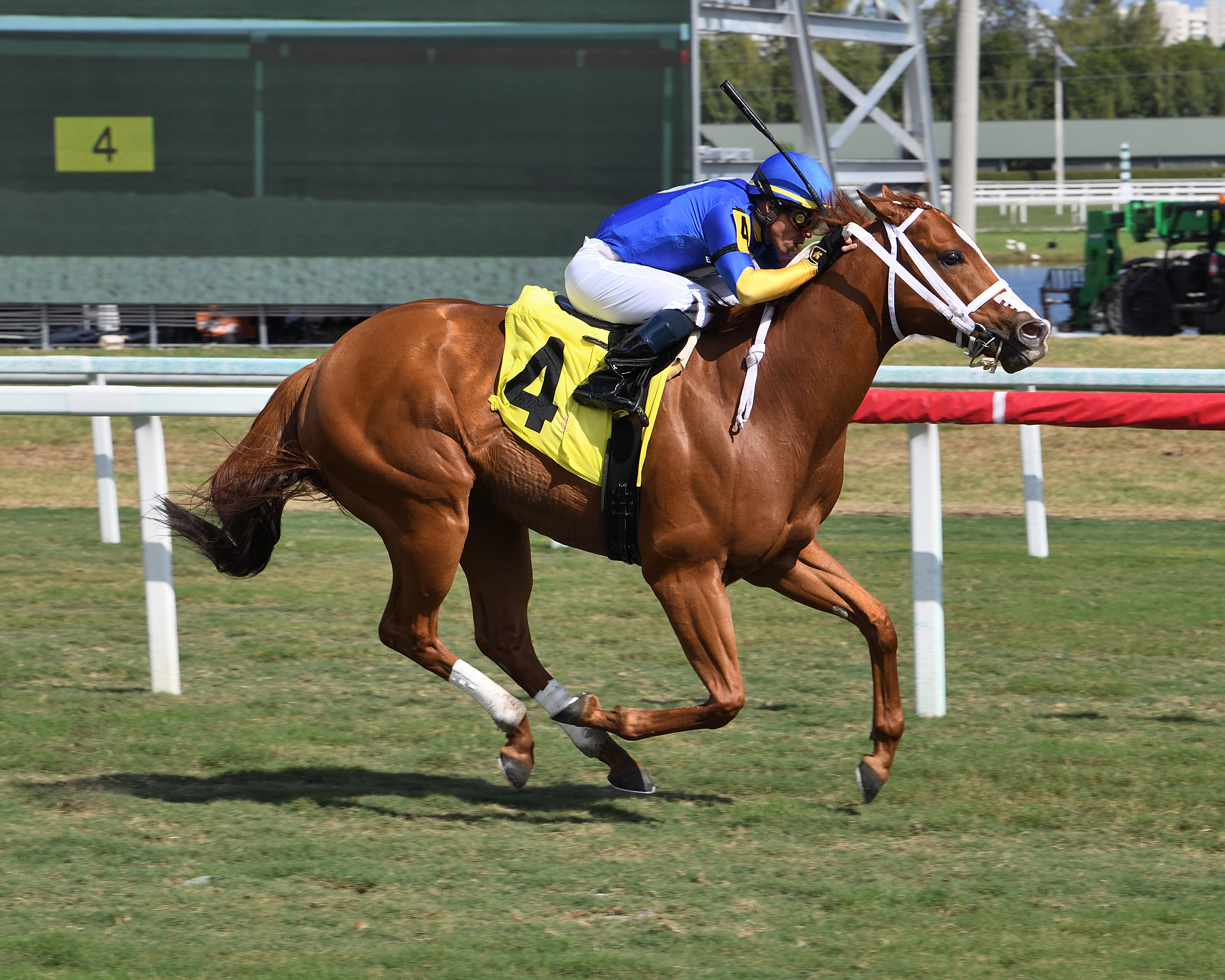 Yes I Am Free wins Turf Sprint 2-12-2022