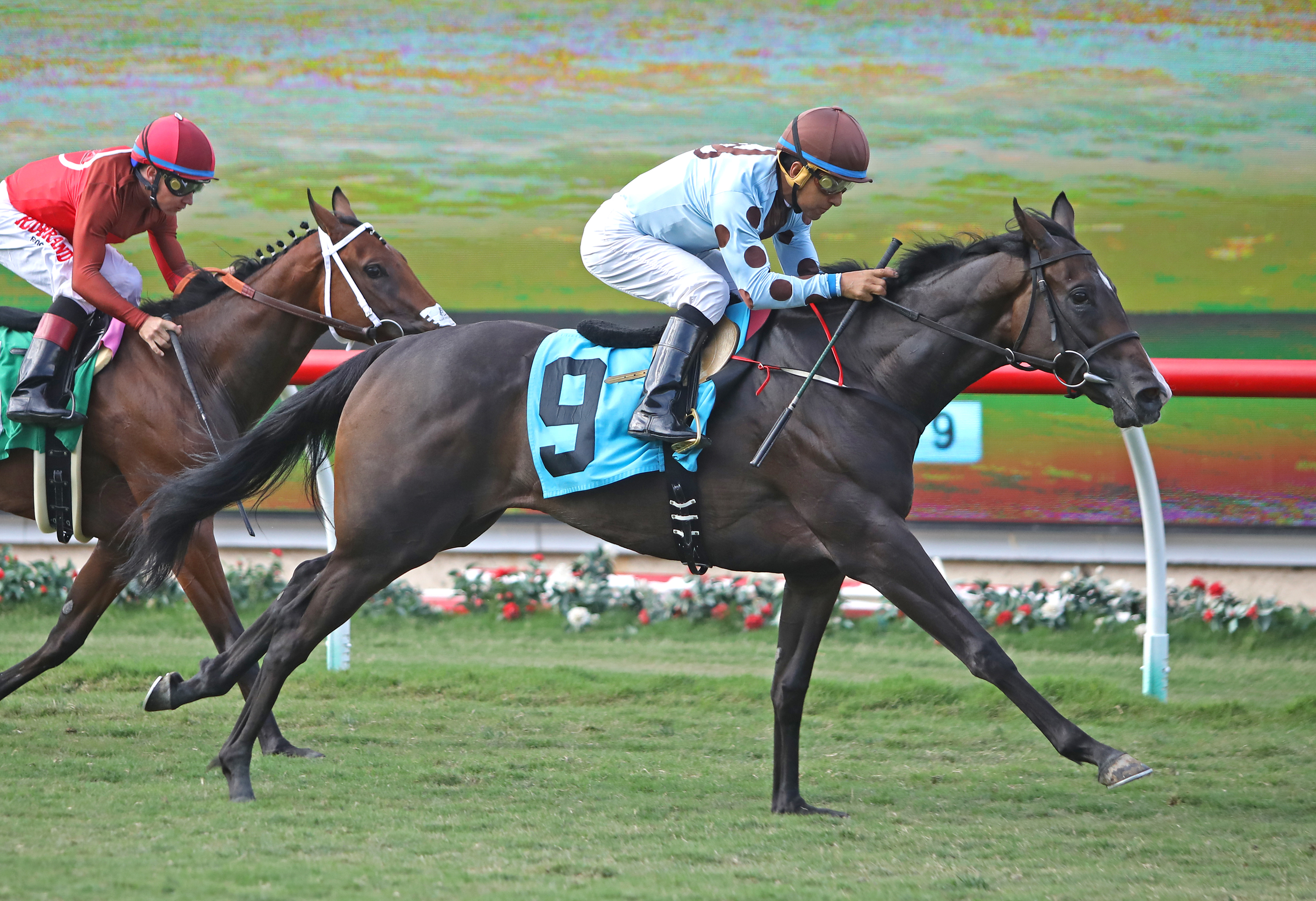 Yesterdayoncemore wins the 2019 Del Mar Juvenile Fillies Turf