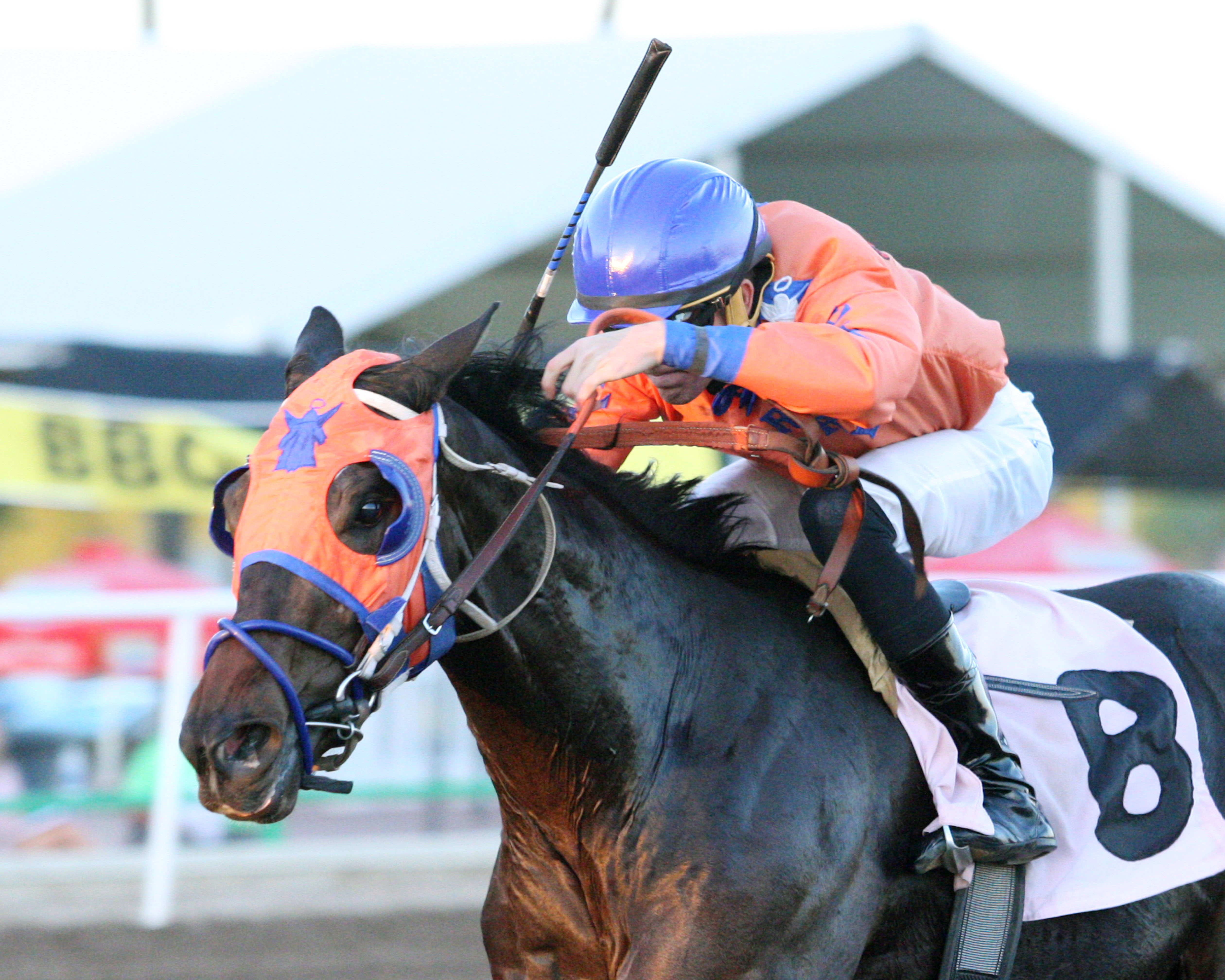 Yo Y Me wins the ATBA Fall Sale Stakes
