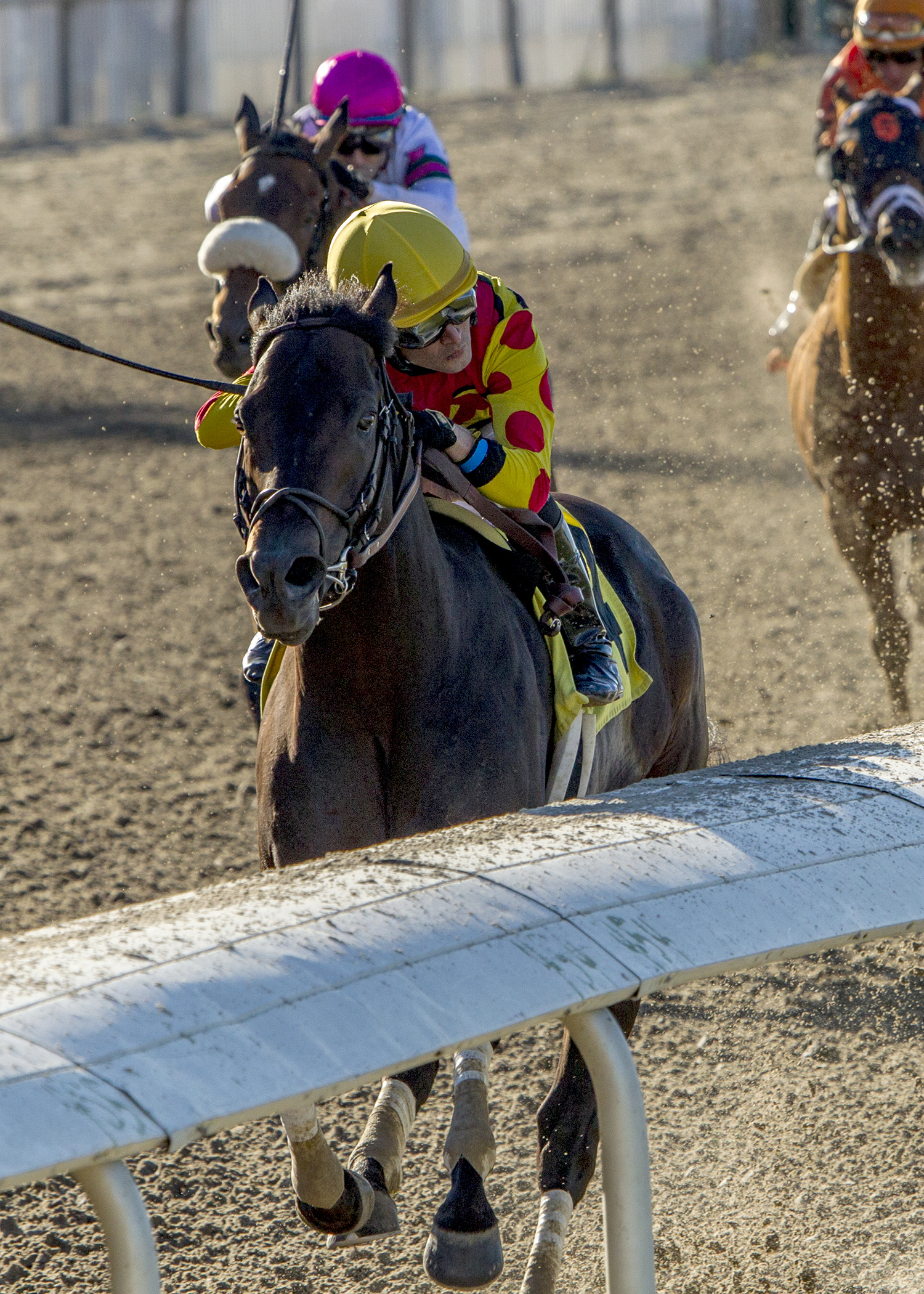 Yockeys Warrior wins the 2017 Thanksgiving Handicap