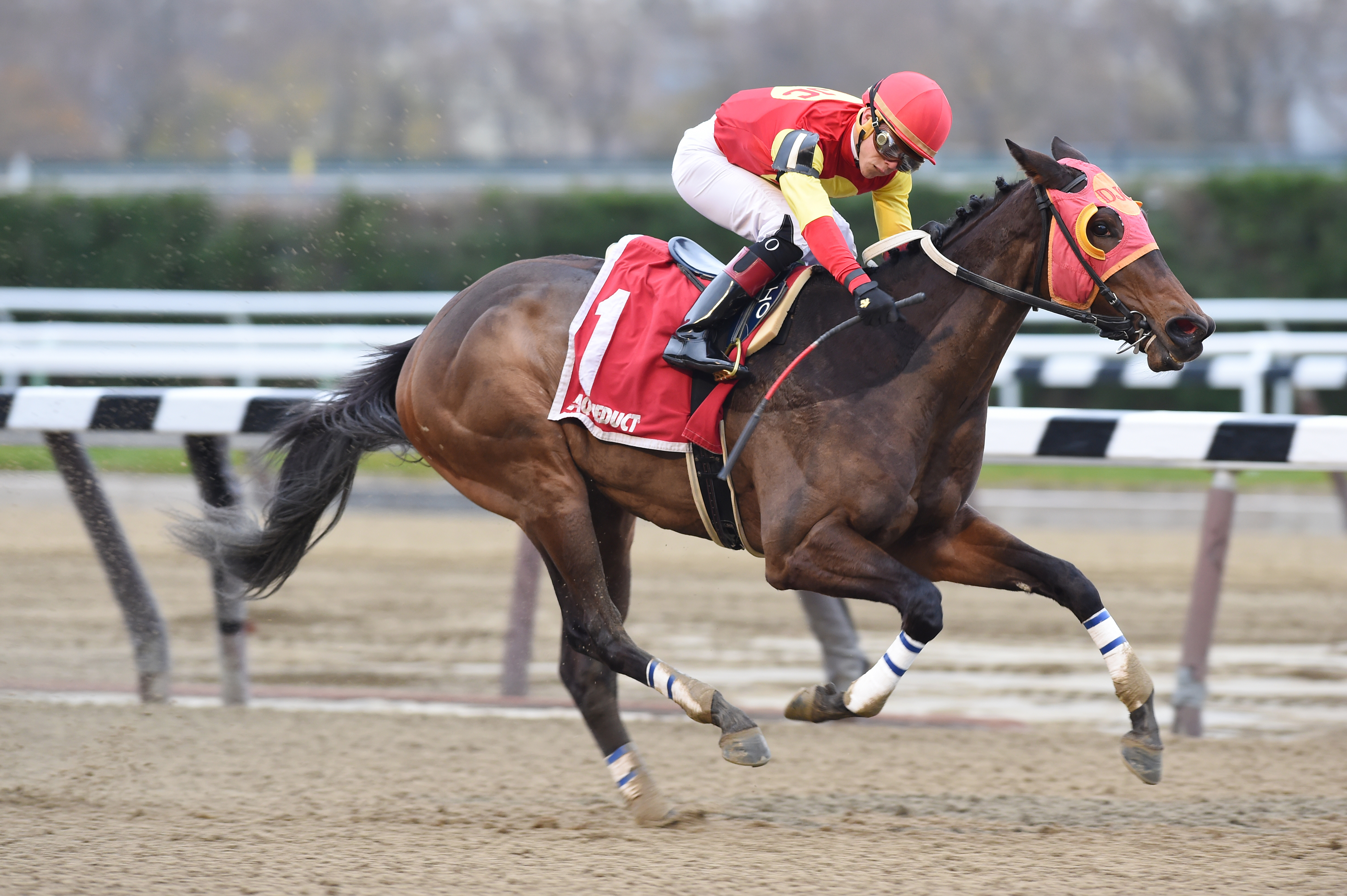 Yorkiepoo Princess wins the Furlough Stakes