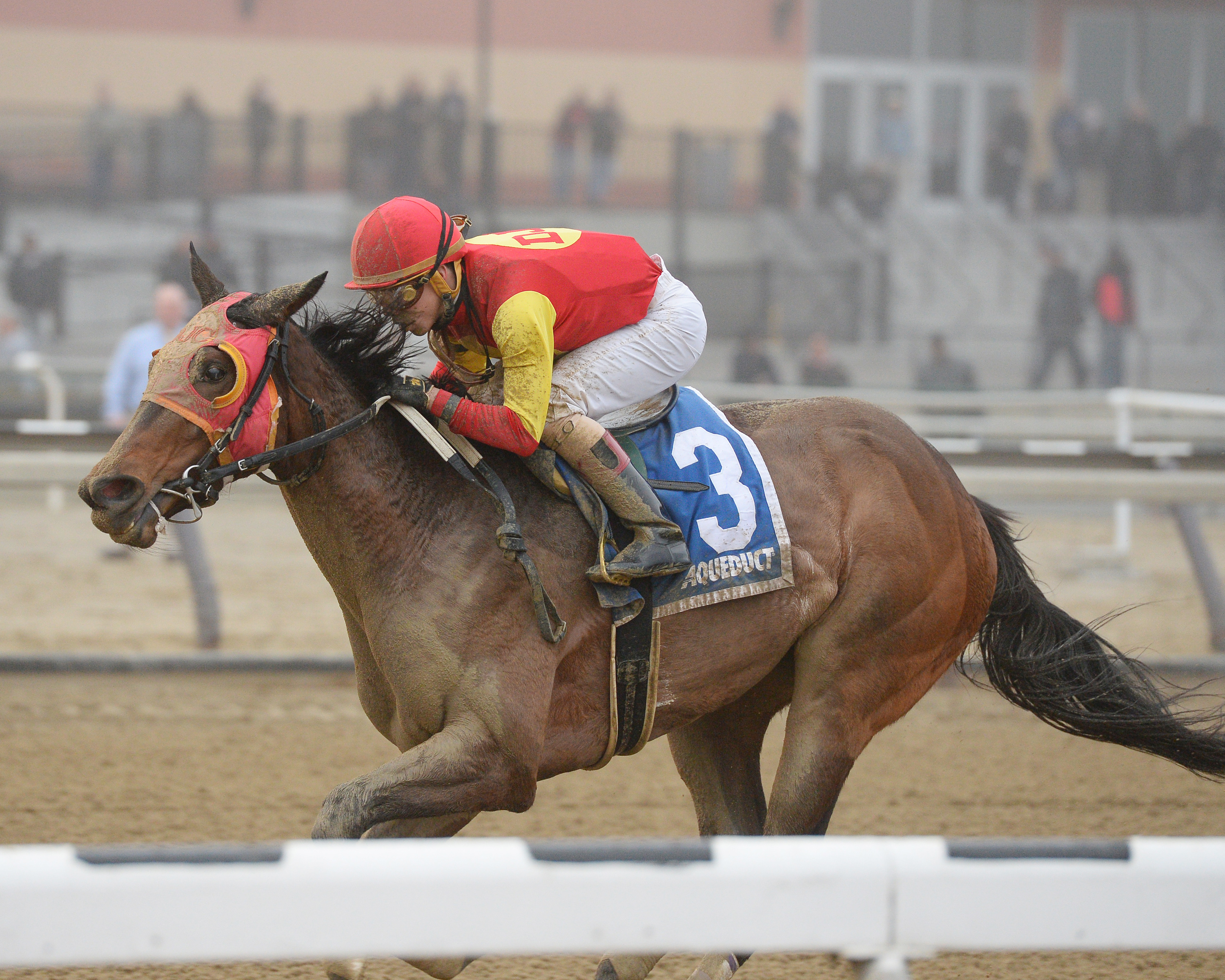 Yorkiepoo Princess wins the Busher Stakes