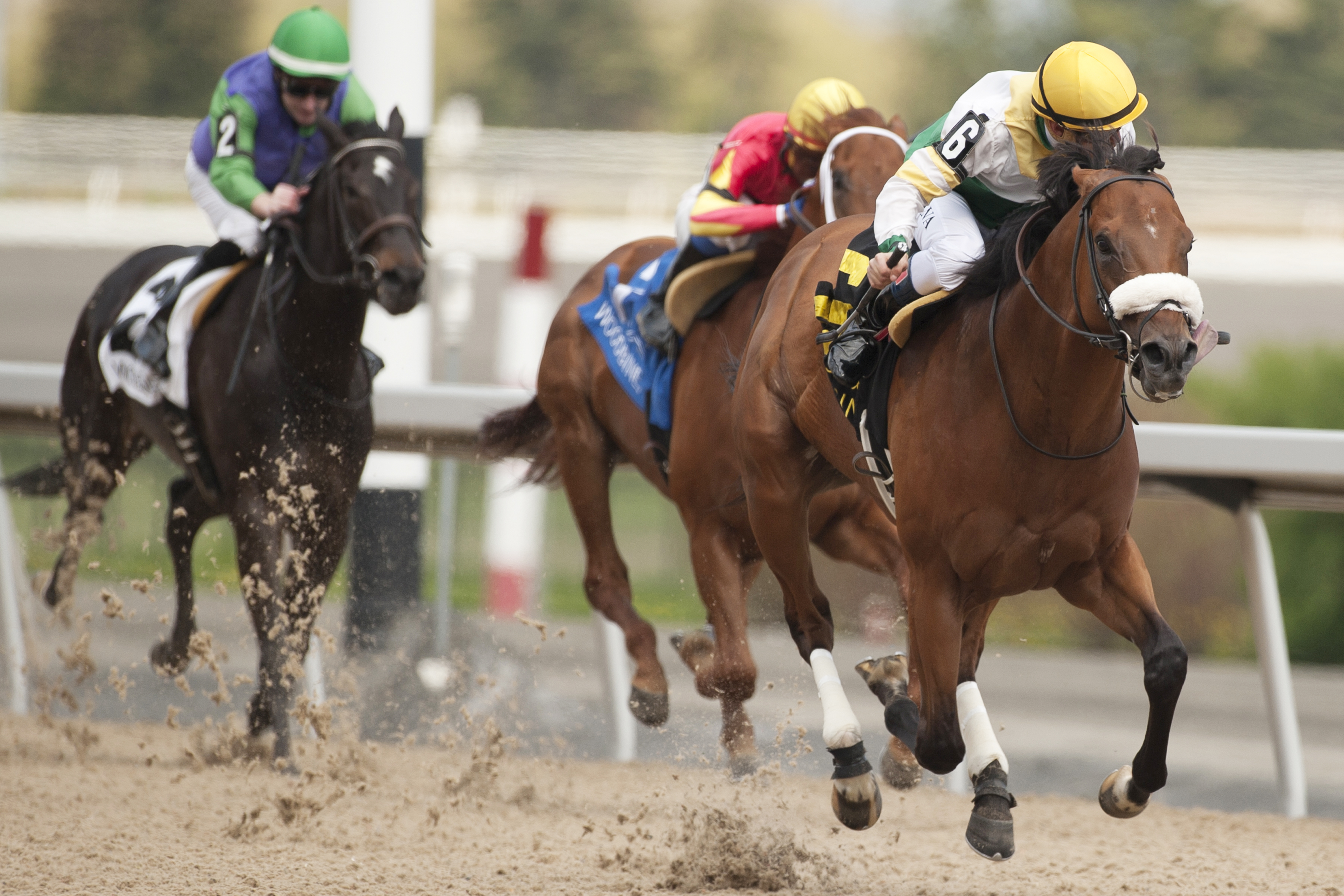 Yorkton wins the Queenston Stakes