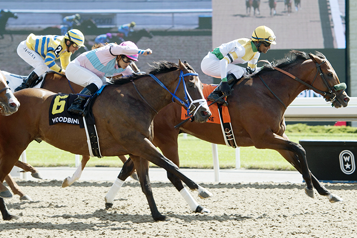 Yorkton wins the 2019 Bold Venture Stakes at Woodbine Racetrack