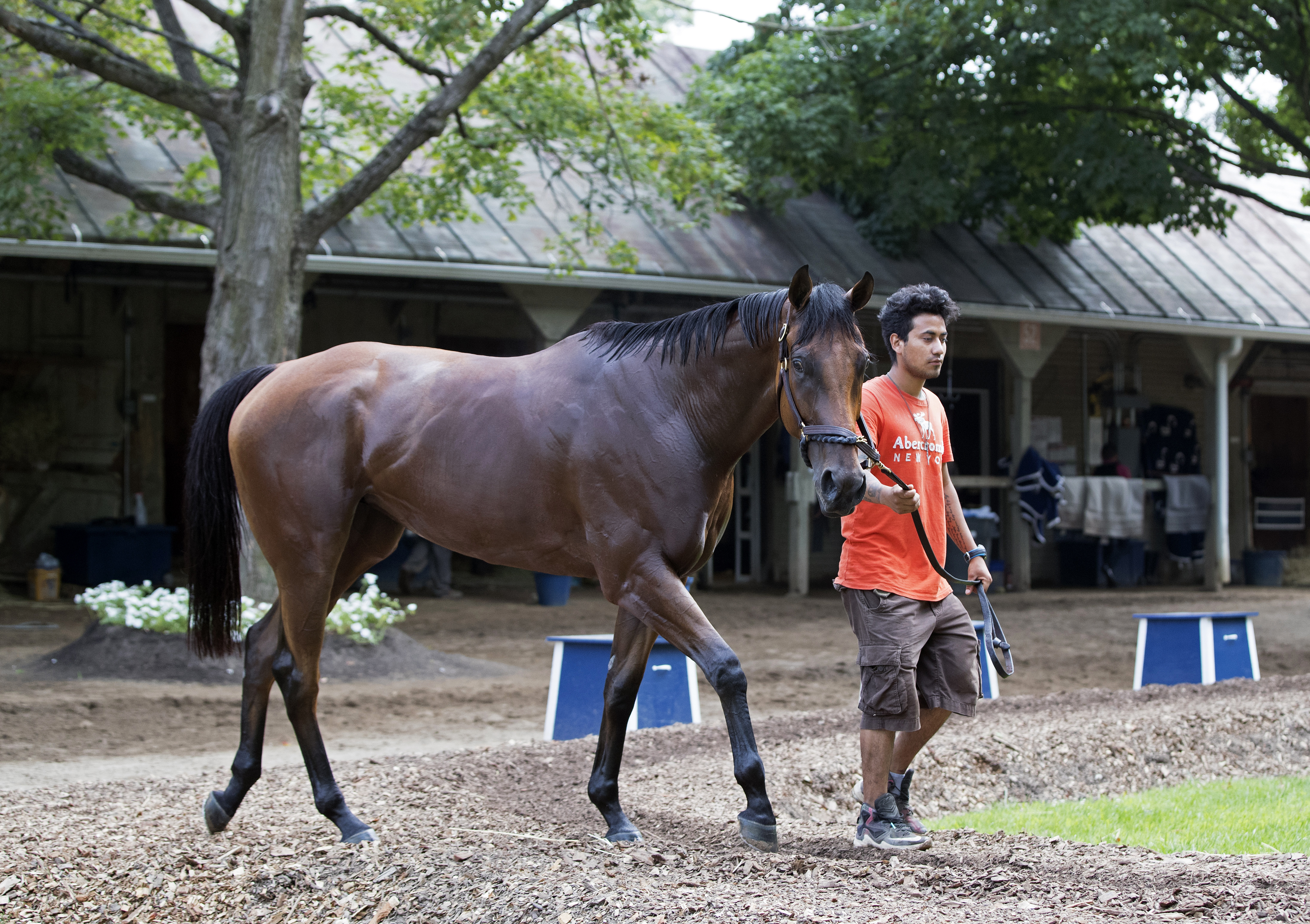 Your Love at Saratoga in August 2017