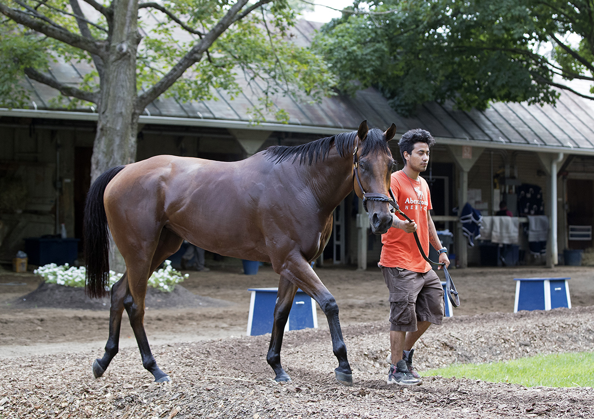 Your Love at Saratoga in August 2017