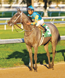 Z Fortune