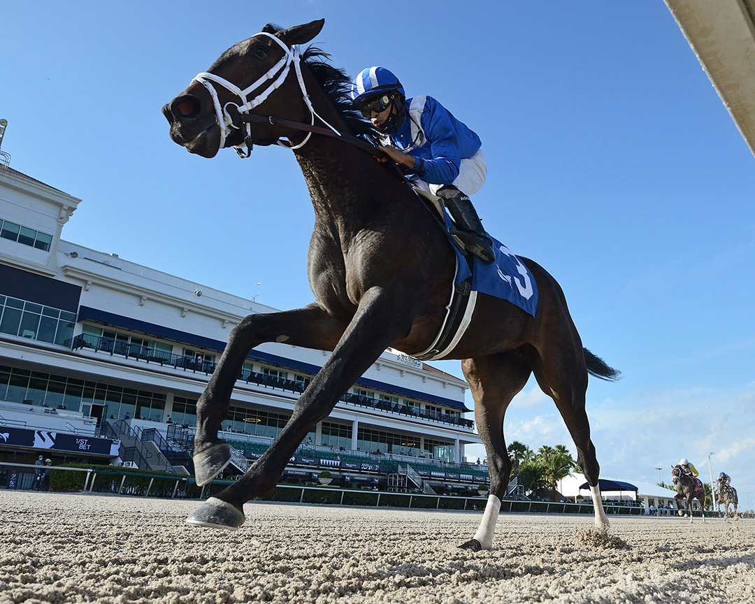 Zaajel wins a Dec. 20 maiden race at Gulfstream