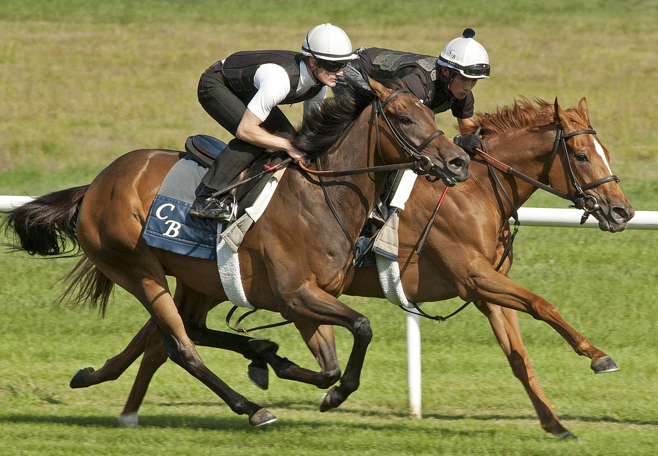 Zagora and Dream Peace galloping