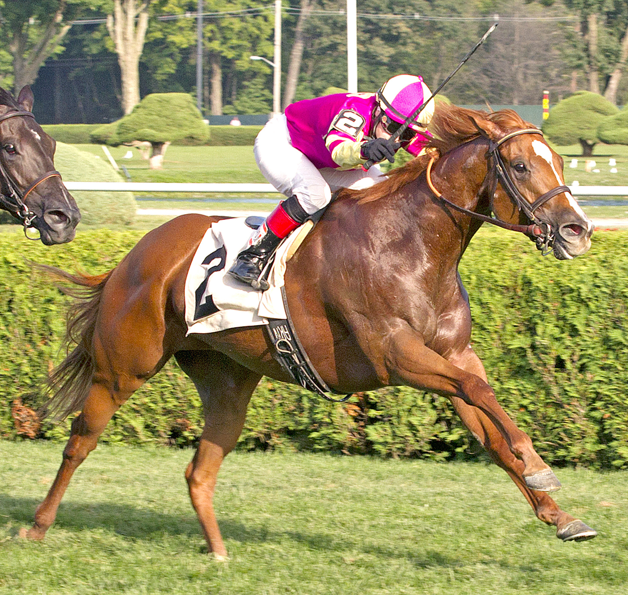 Zamquick wins an allowance