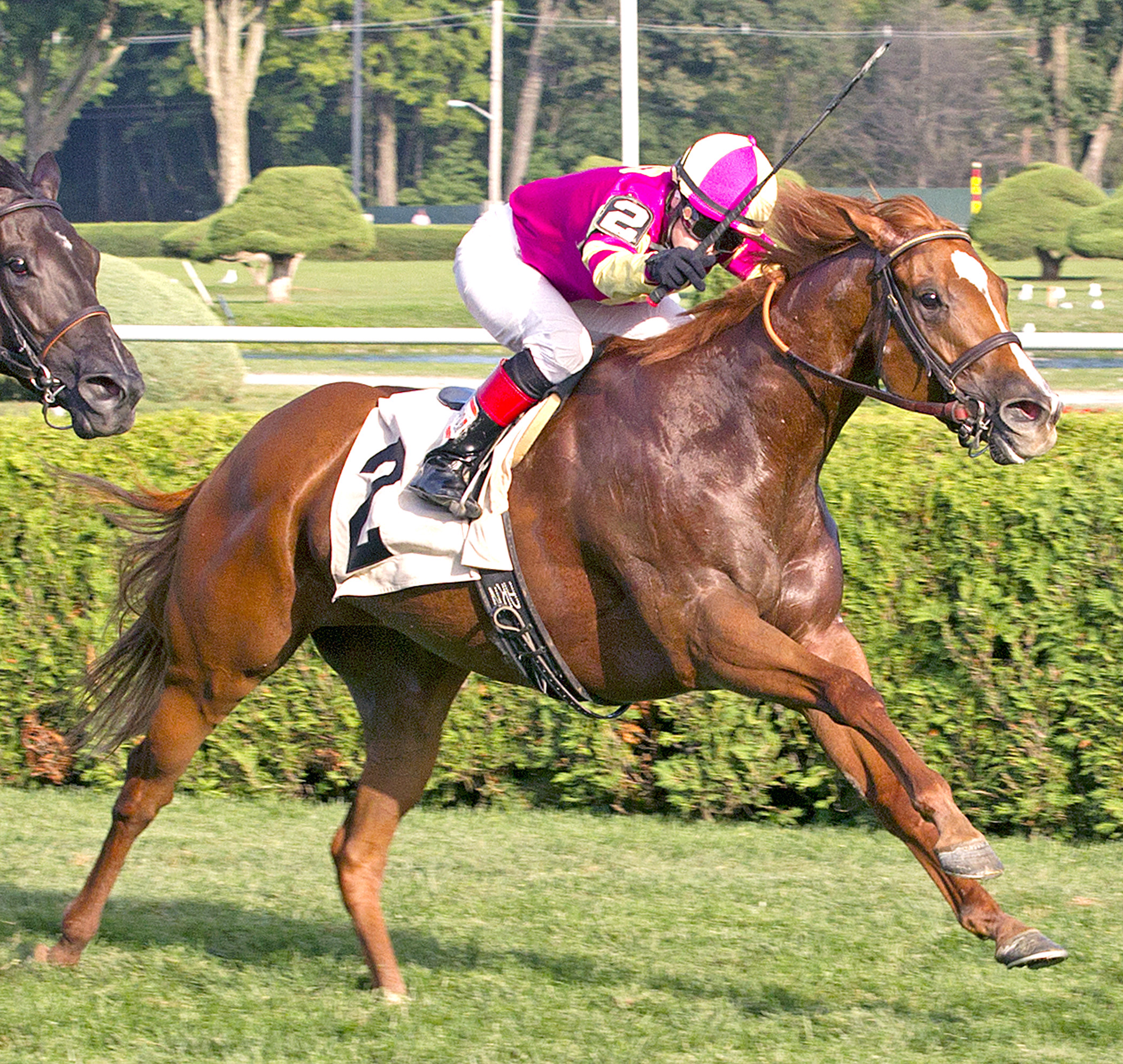 Zamquick wins a 2014 allowance race