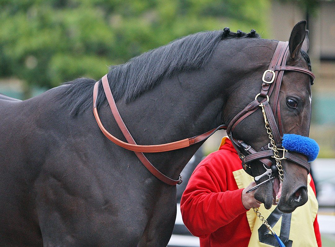 Zatter at Santa Anita Park in January 2019
