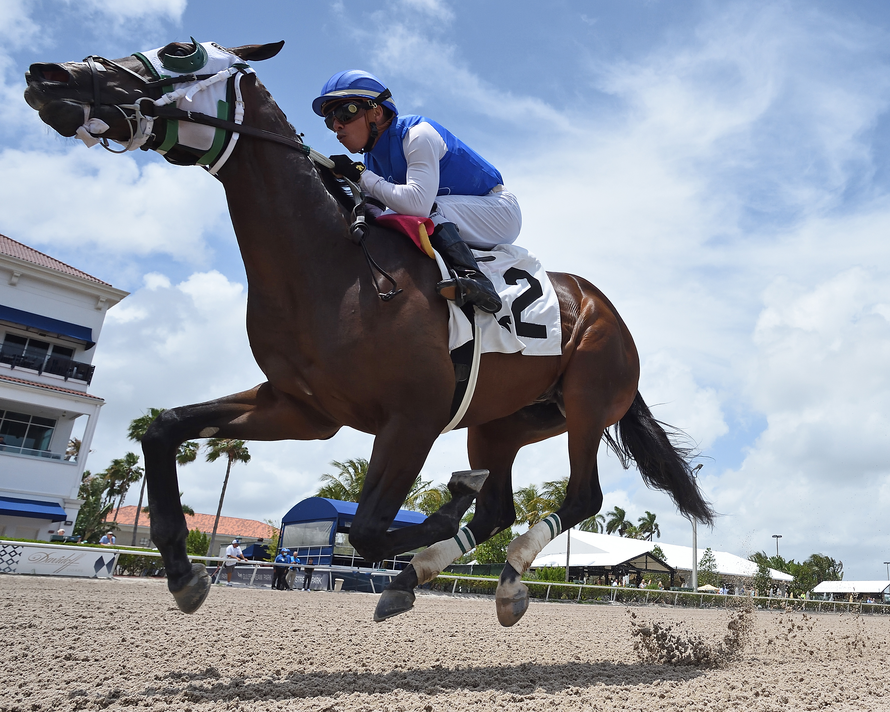 Zelenskyy Strong, maiden win Gulfstream