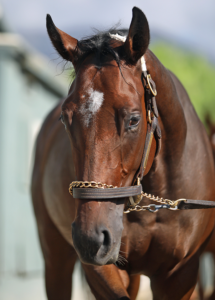 Zellda at Santa Anita in September 2019