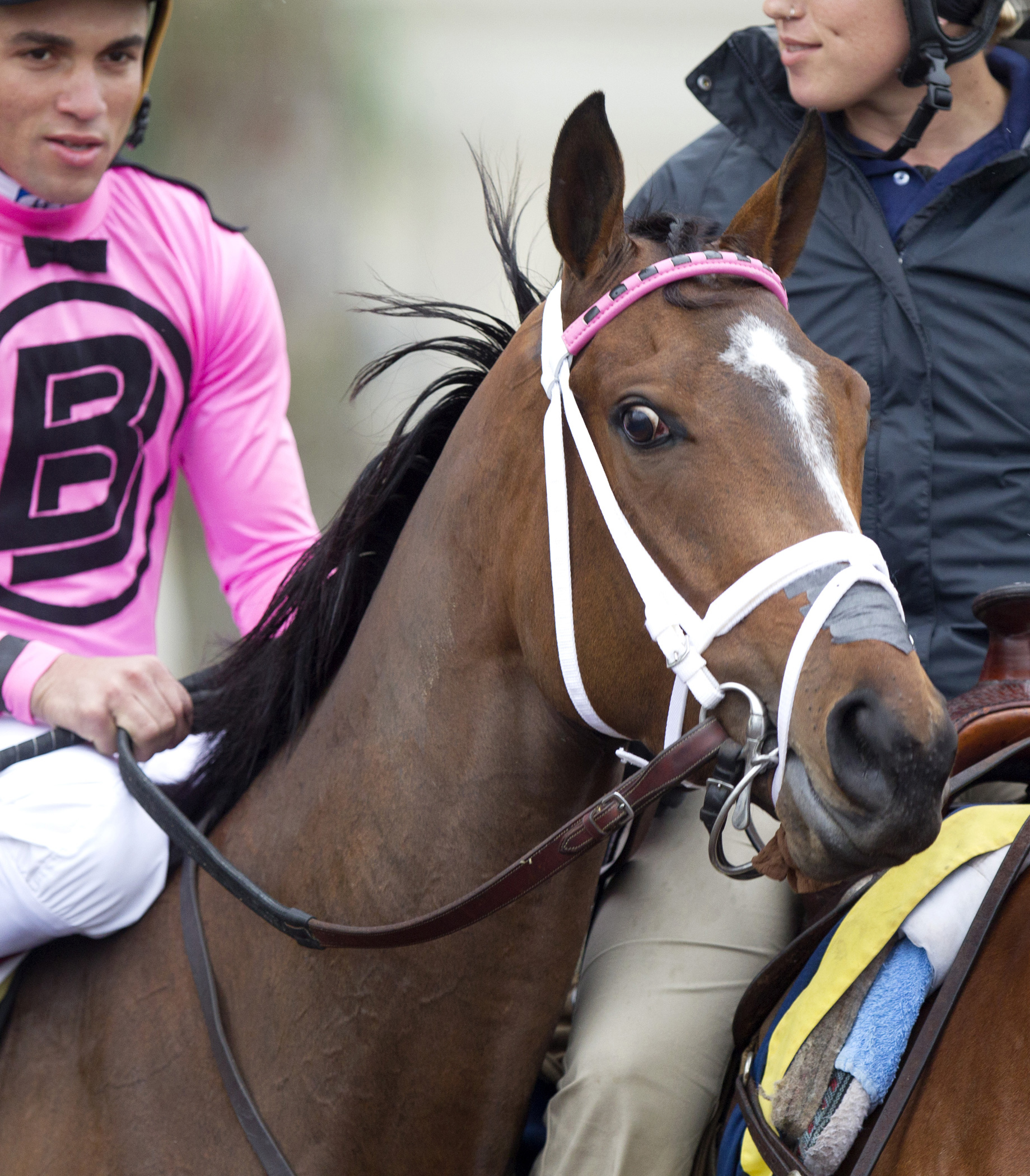 Zensational Bunny at the Old Hat Stakes