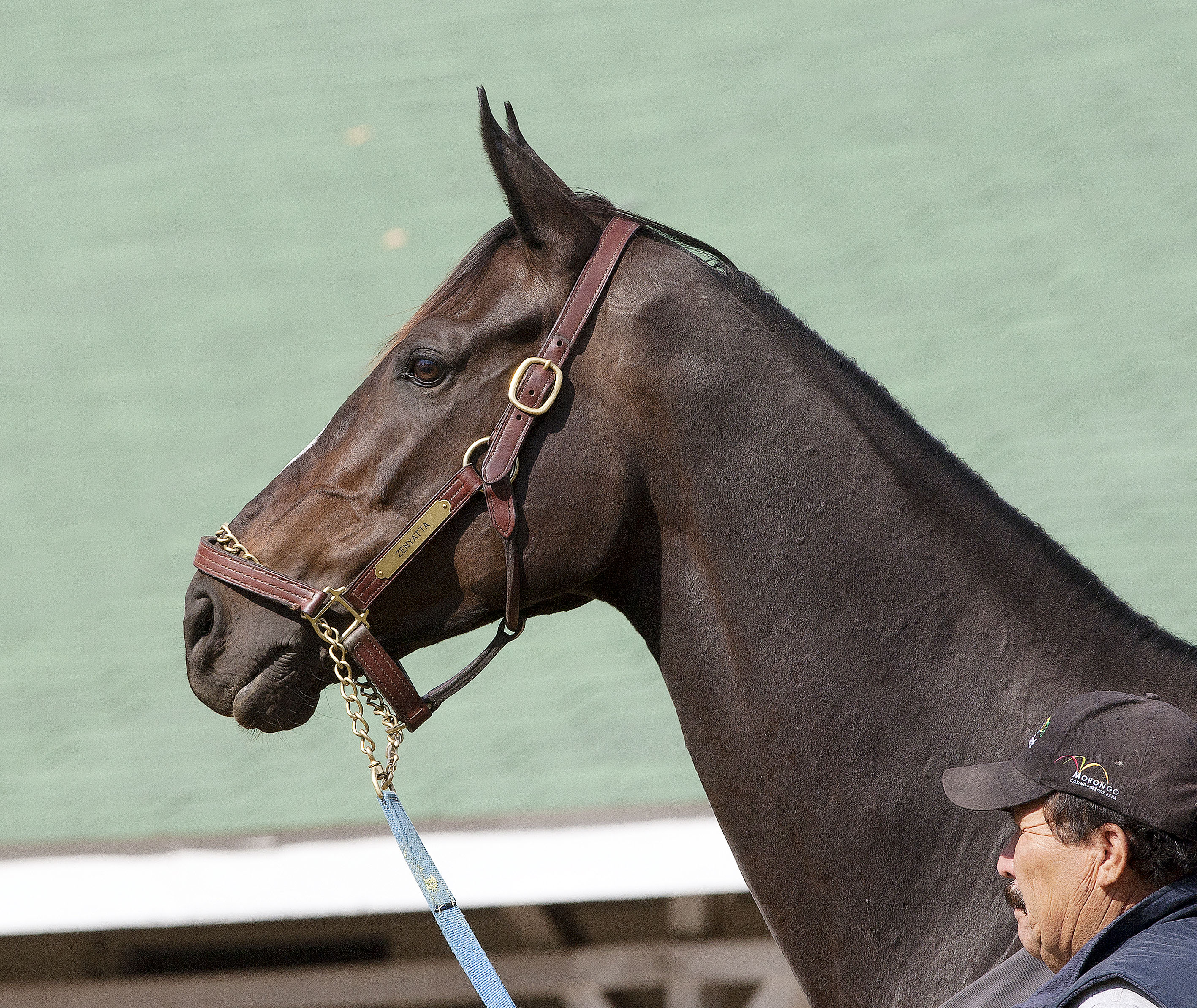 Zenyatta and Bernardini: No romance in breeding season, but plenty of hope