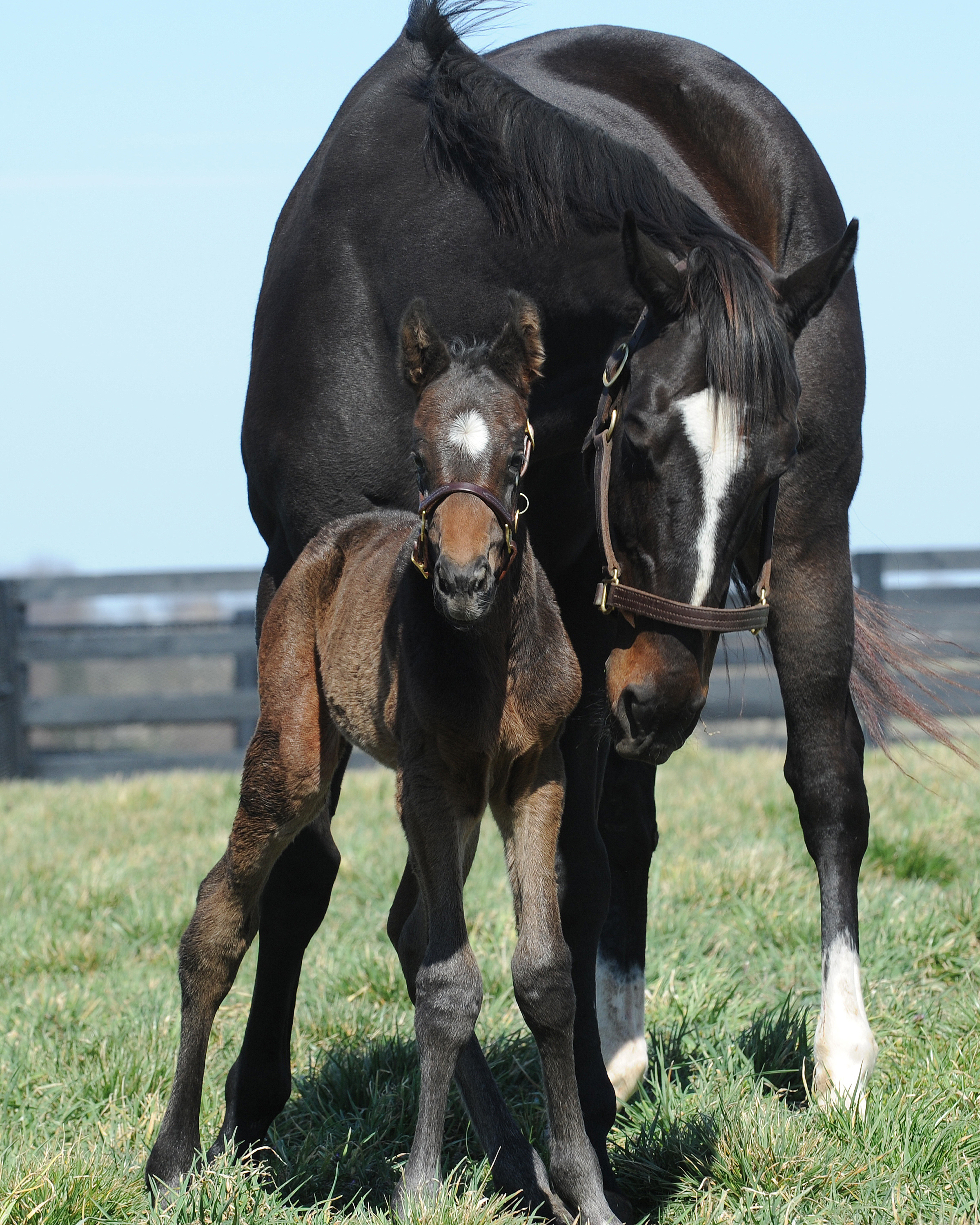 Zenyatta with foal
