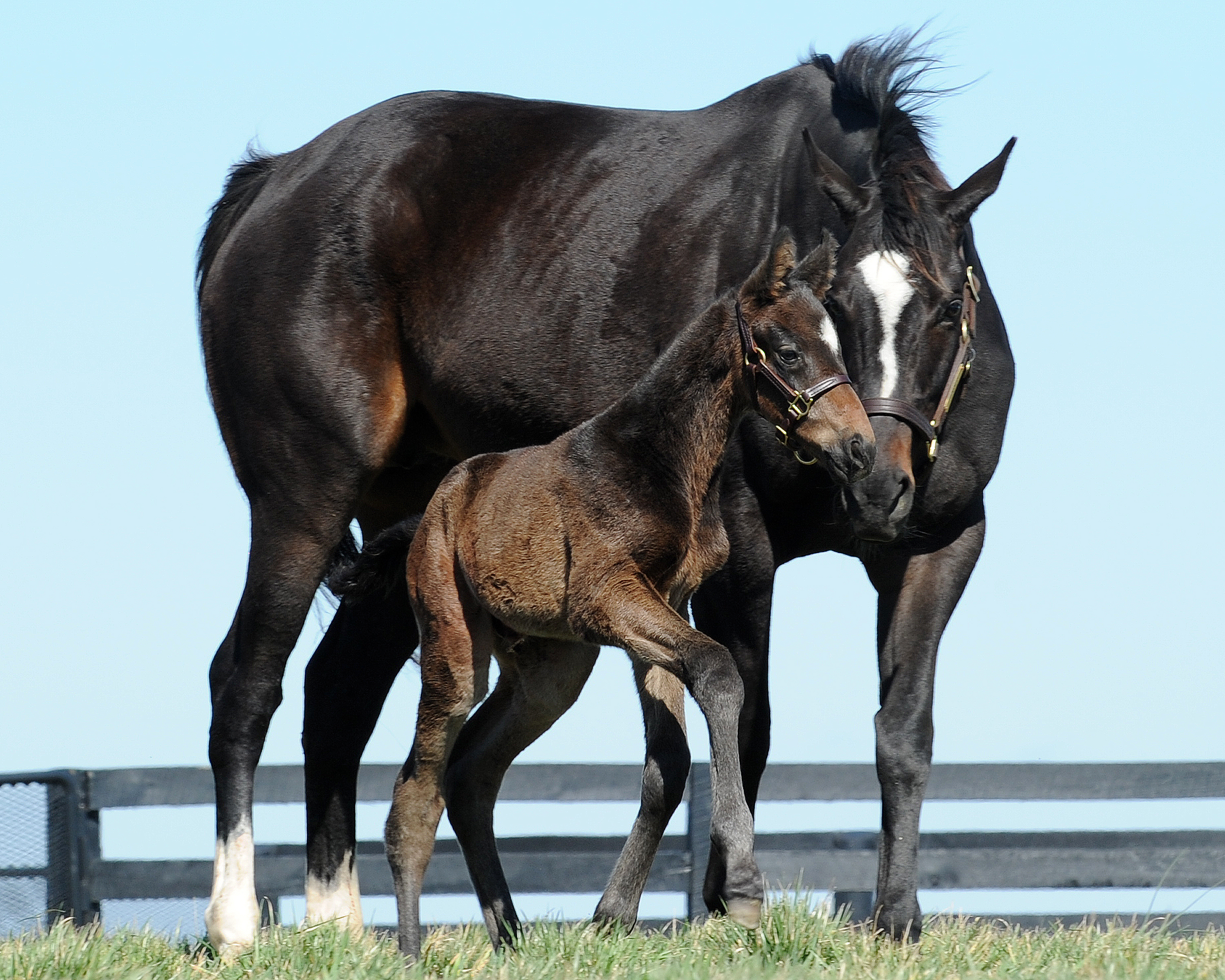 Zenyatta and foal