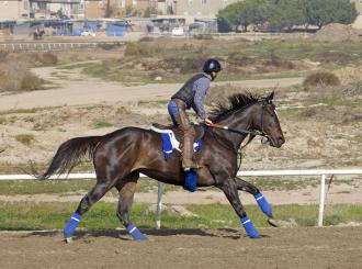 Zenyatta exercises at Hollywood