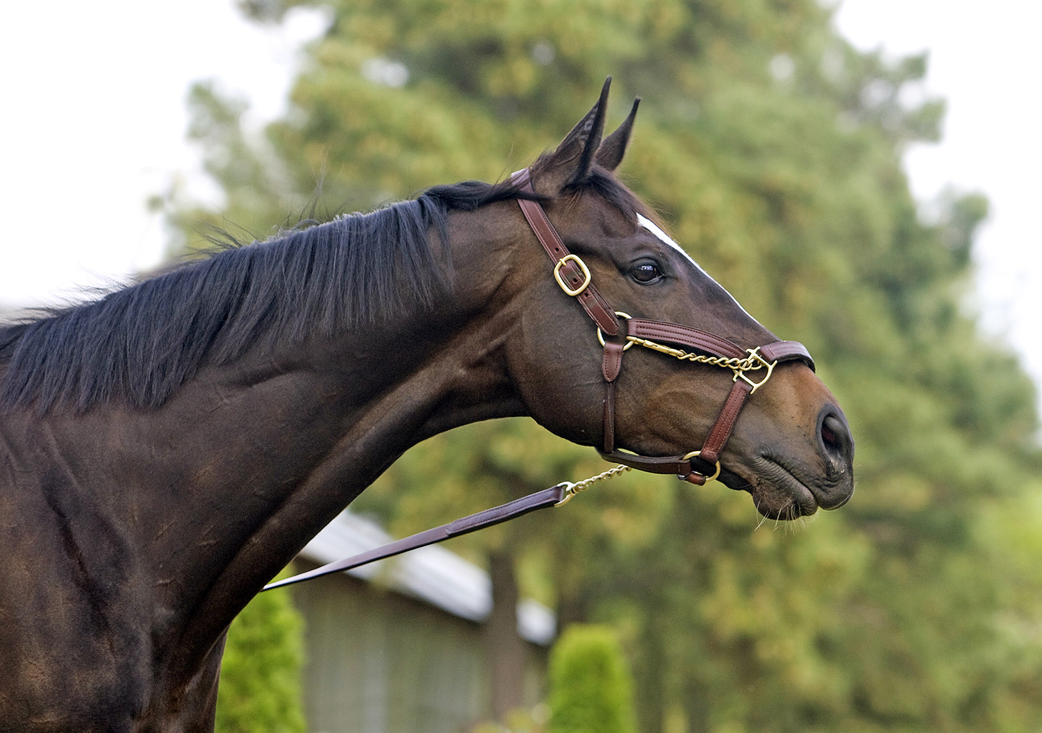 Zenyatta in 2010