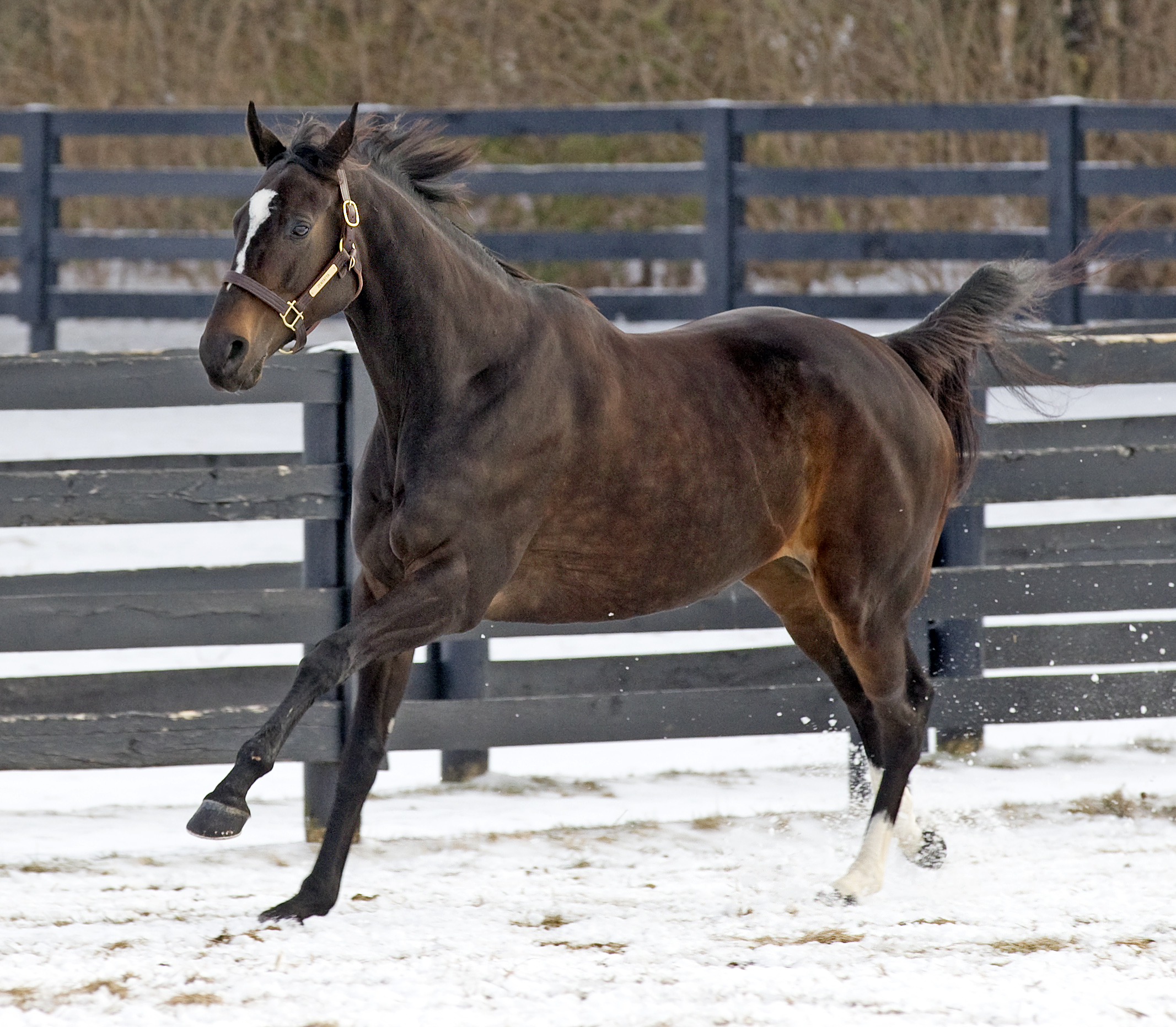 Zenyatta in foal to Bernardini